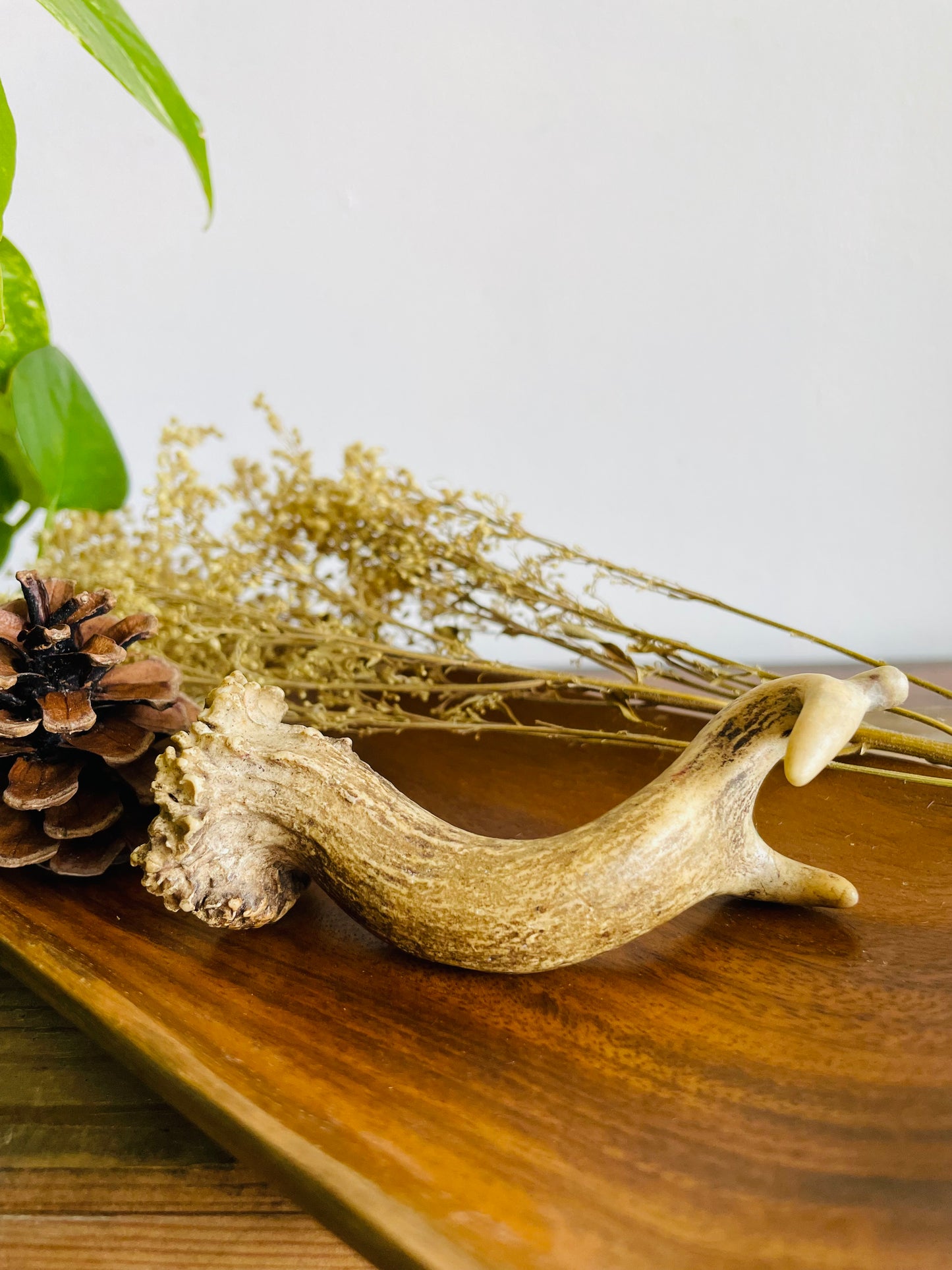 Vintage Naturally Shed Small Deer Antler