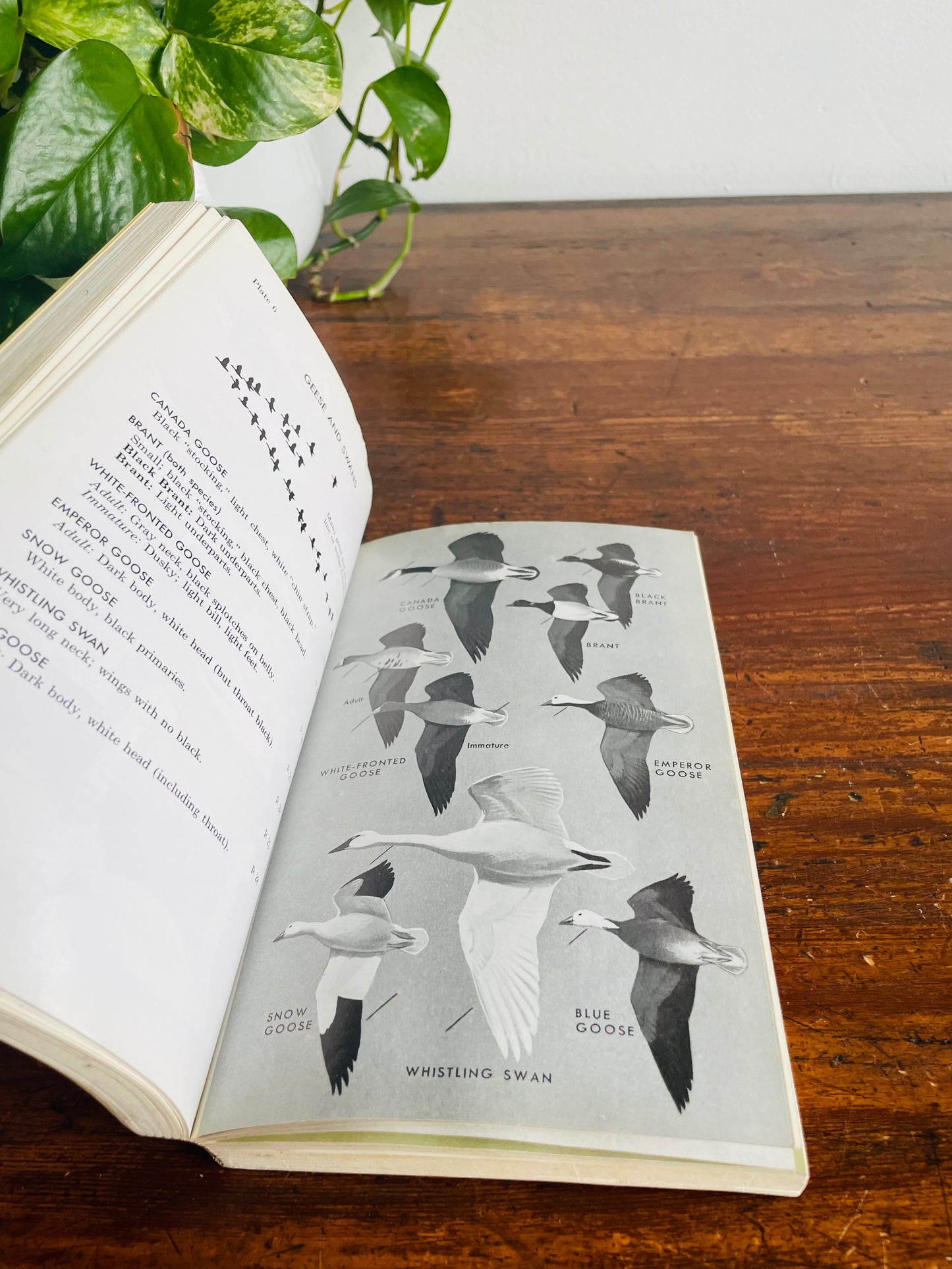 The Peterson Field Guide Series: A Guide to Western Birds Book by Roger Tory Peterson (1961)