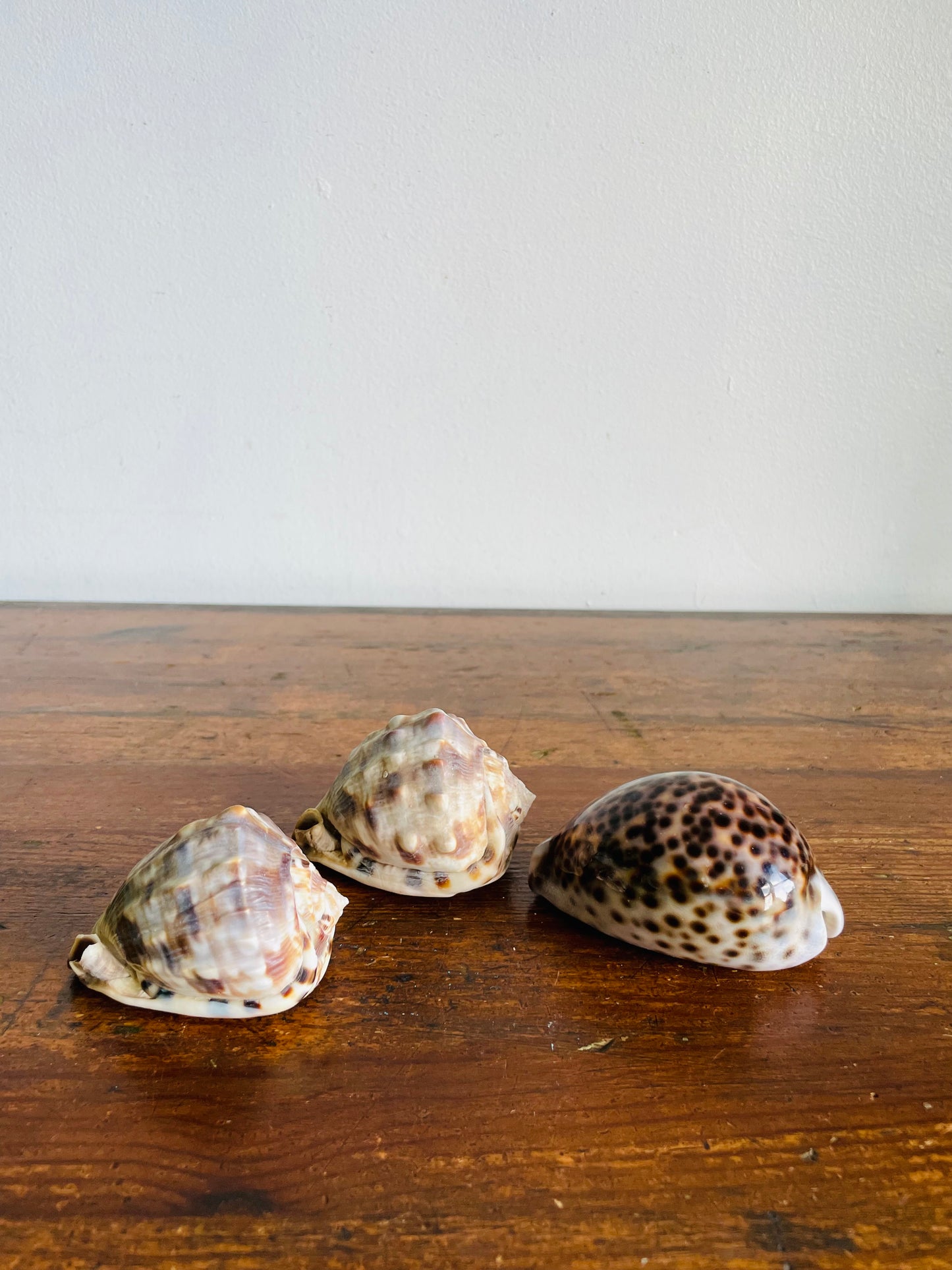 Vintage Collection of Seashells Including Cassis Tuberosa (King Helmet) - Set of 4 Shells