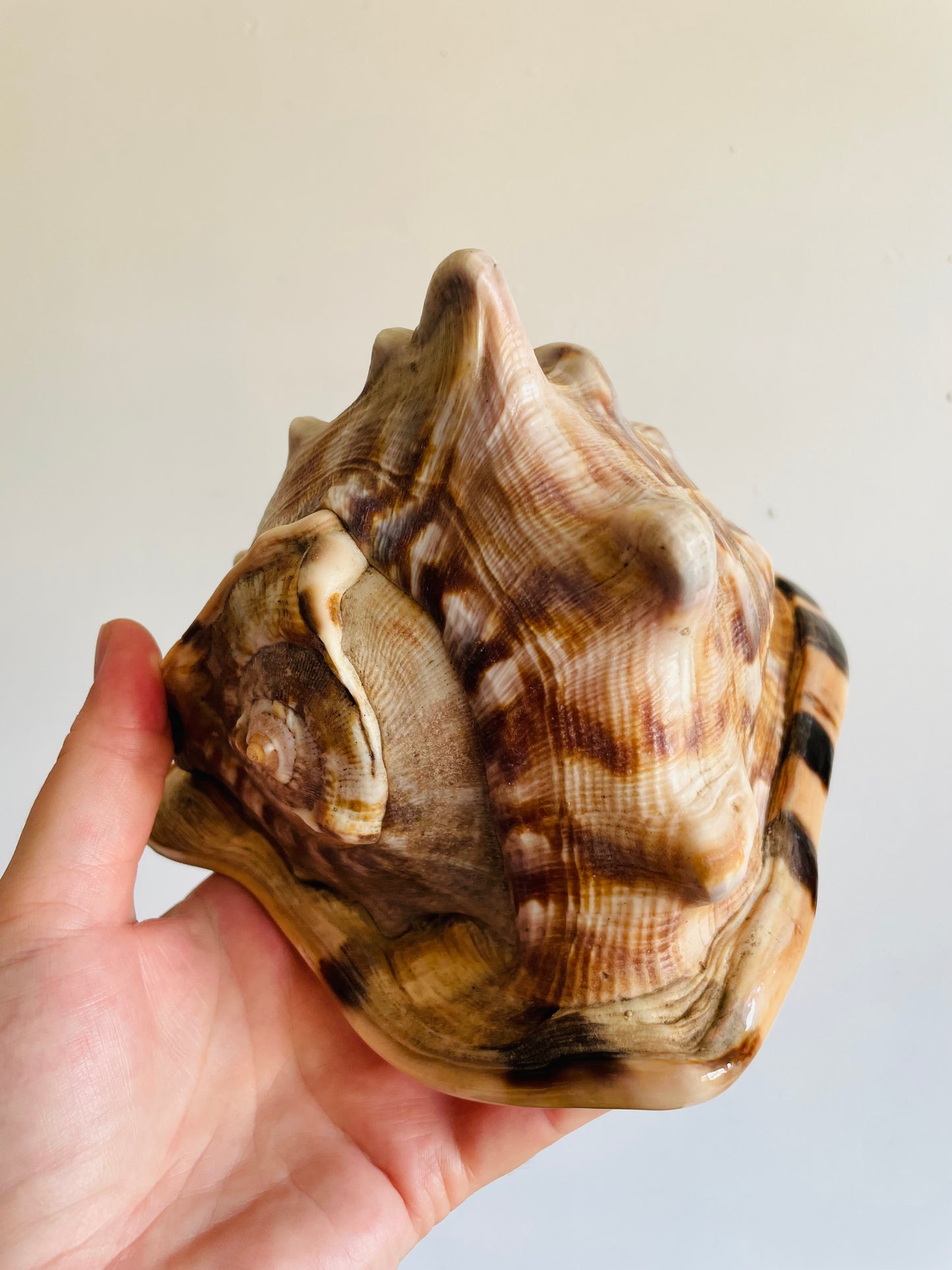 Vintage Collection of Seashells Including Cassis Tuberosa (King Helmet) - Set of 4 Shells