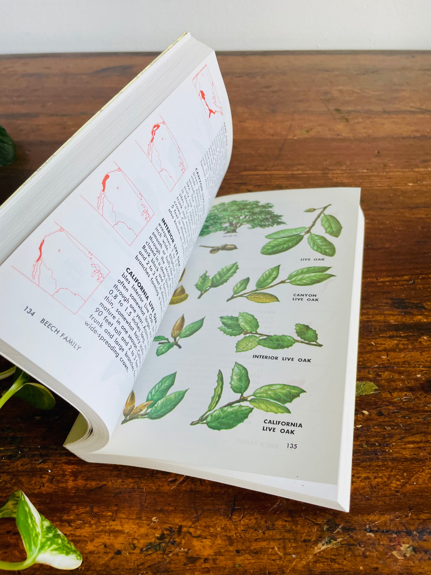 Vintage Golden Guide to Field Identification of Trees of North America Softcover Book (1979) by C. Frank Brockman & Illustrated by Rebecca Merrilees