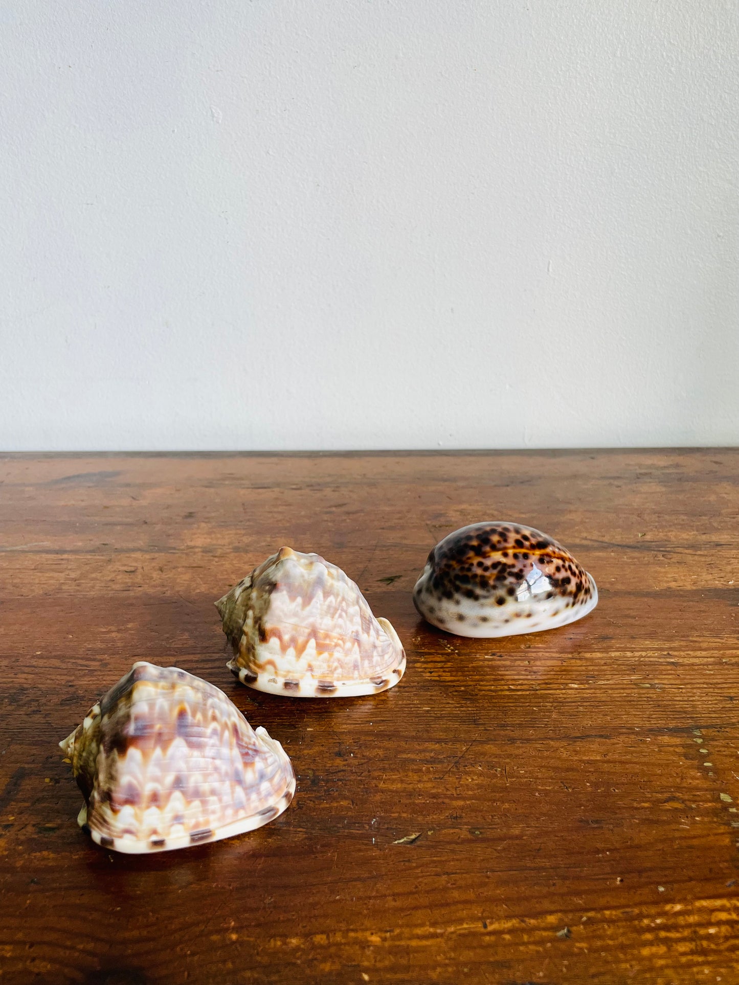Vintage Collection of Seashells Including Cassis Tuberosa (King Helmet) - Set of 4 Shells