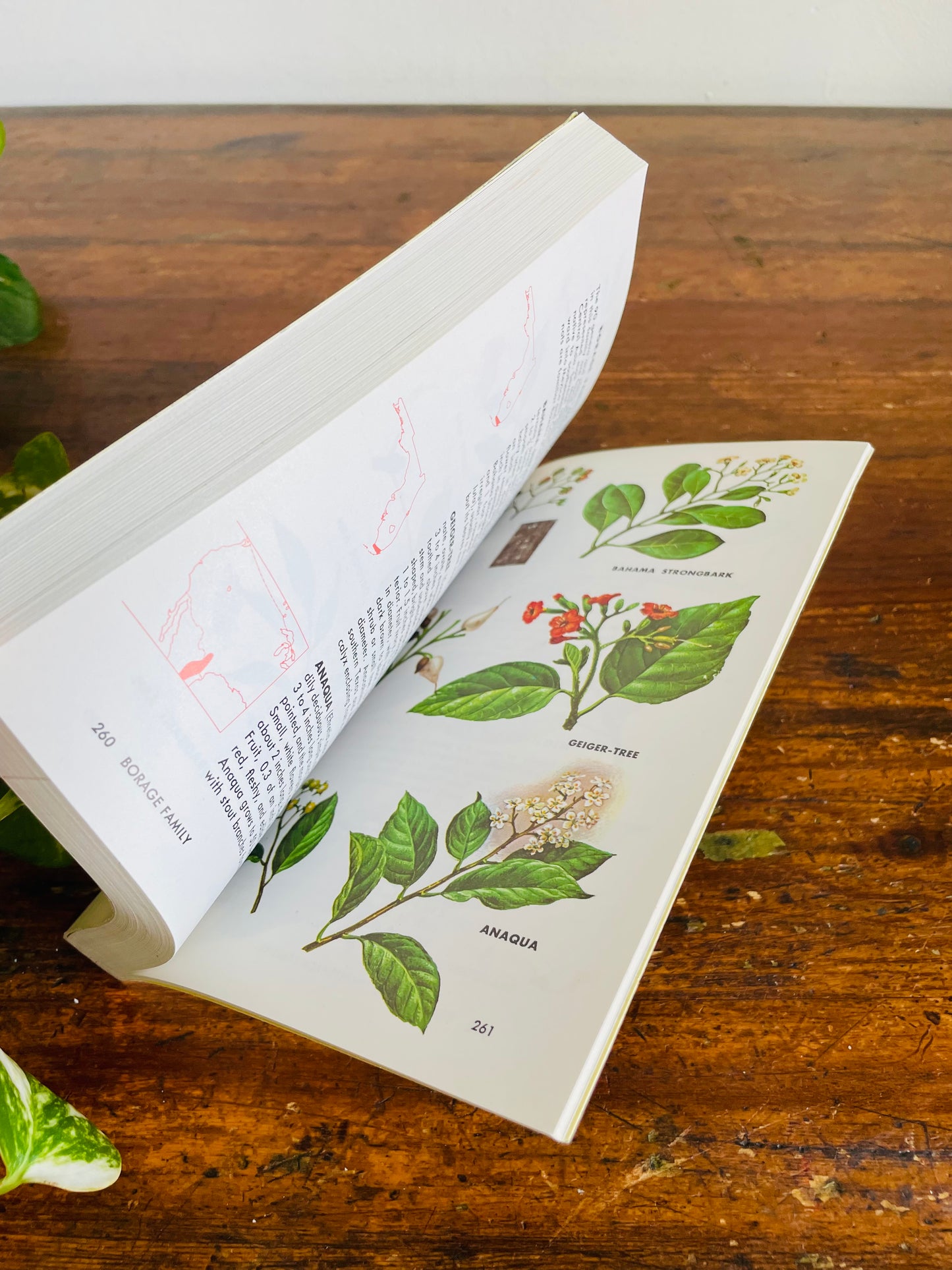 Vintage Golden Guide to Field Identification of Trees of North America Softcover Book (1979) by C. Frank Brockman & Illustrated by Rebecca Merrilees