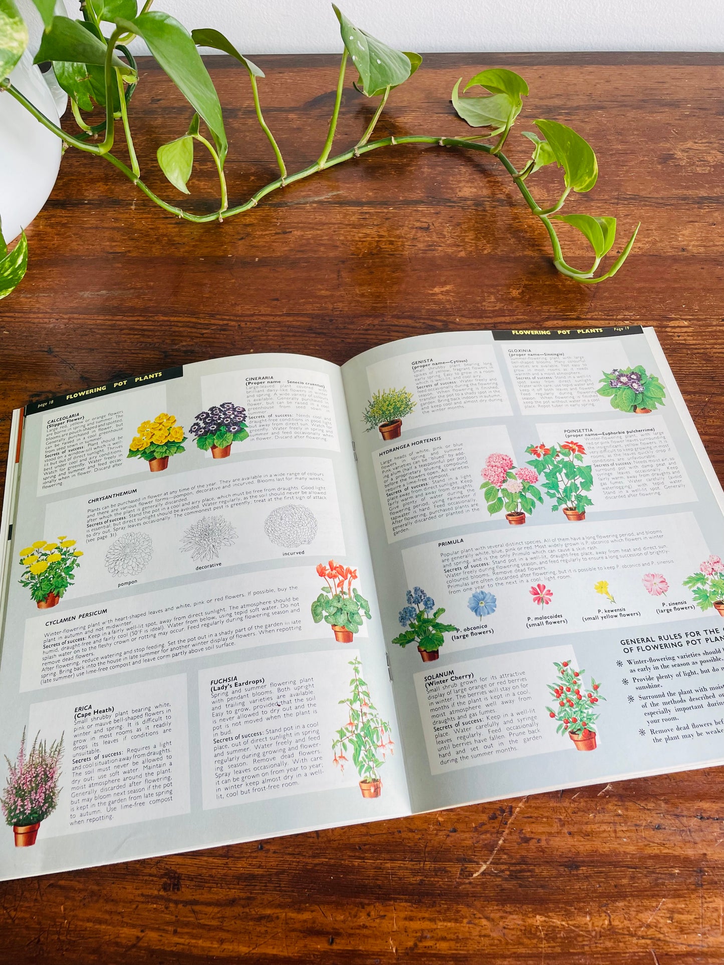 Be Your Own House Plant Expert Book by Dr. D.G. Hessayon (1975)