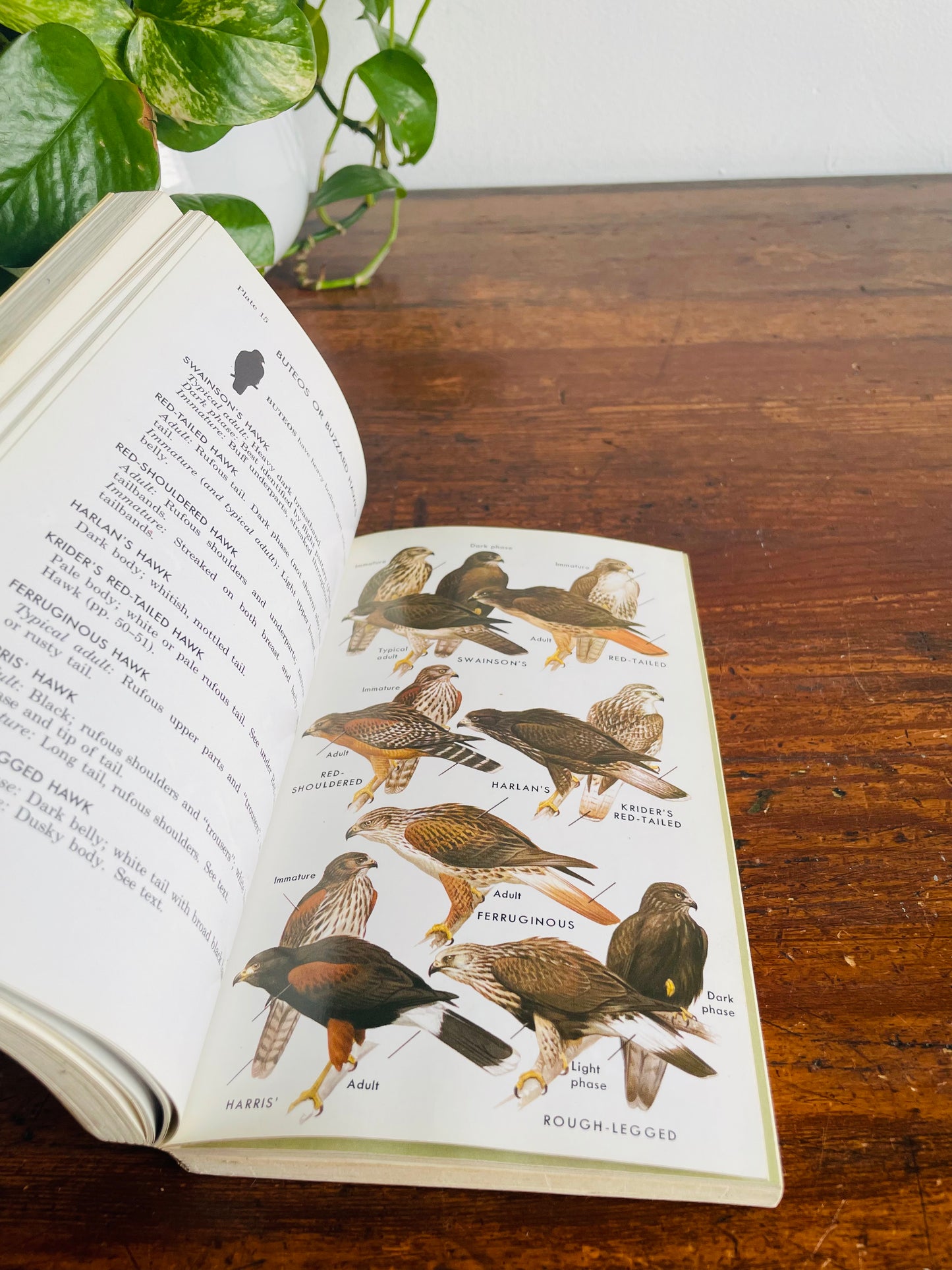 The Peterson Field Guide Series: A Guide to Western Birds Book by Roger Tory Peterson (1961)