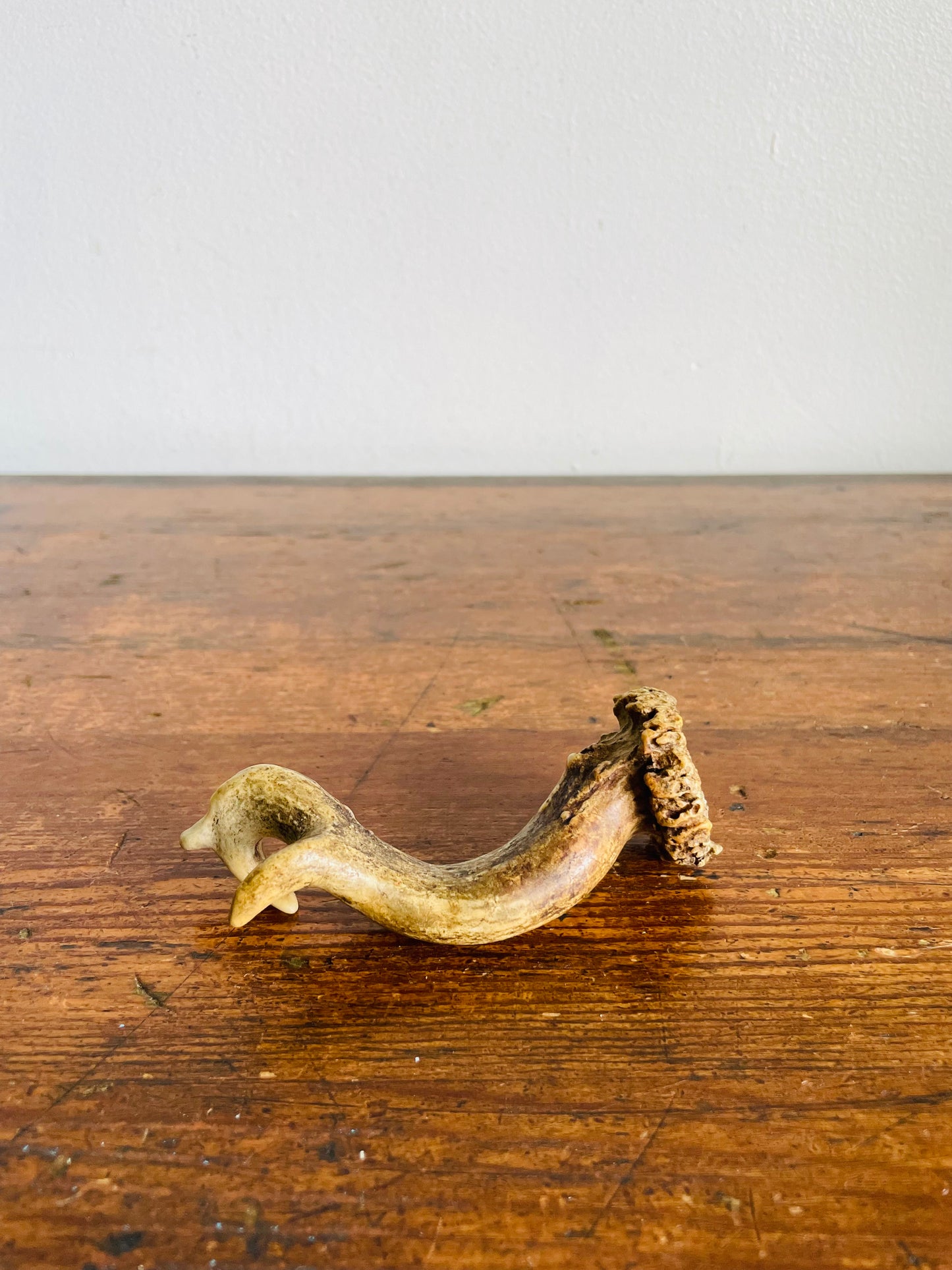 Vintage Naturally Shed Small Deer Antler