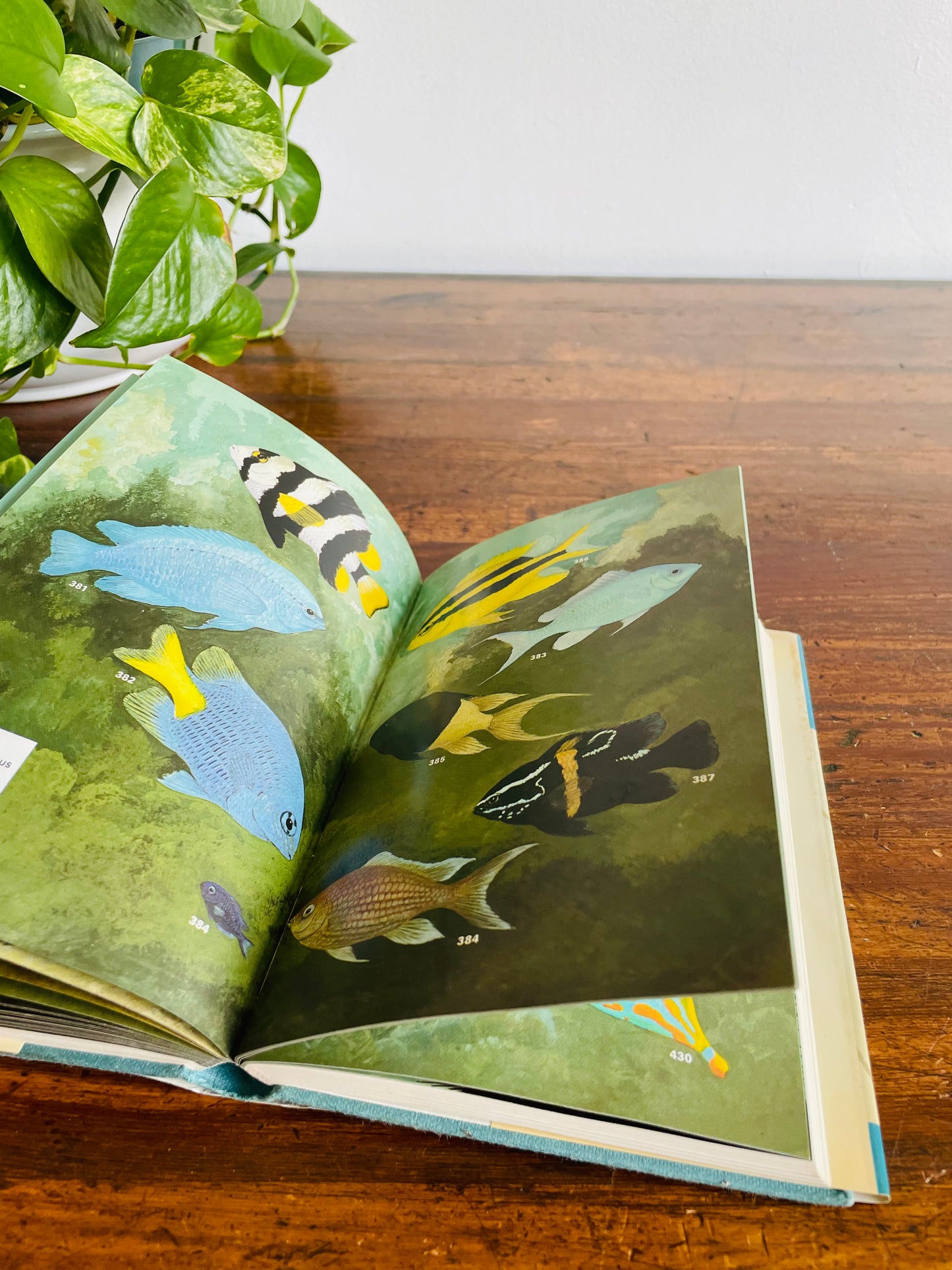 Macmillan Color Series - Aquarium Fishes in Color Hardcover Book by J. M. Madsen (1975)