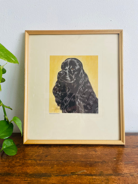 1950s Cocker Spaniel Champion La Paloma's Dream Boy Print Picture - Canadian National Exhibition Dog Shows - Calvert Collection of Champions - Calvert Distillers Limited