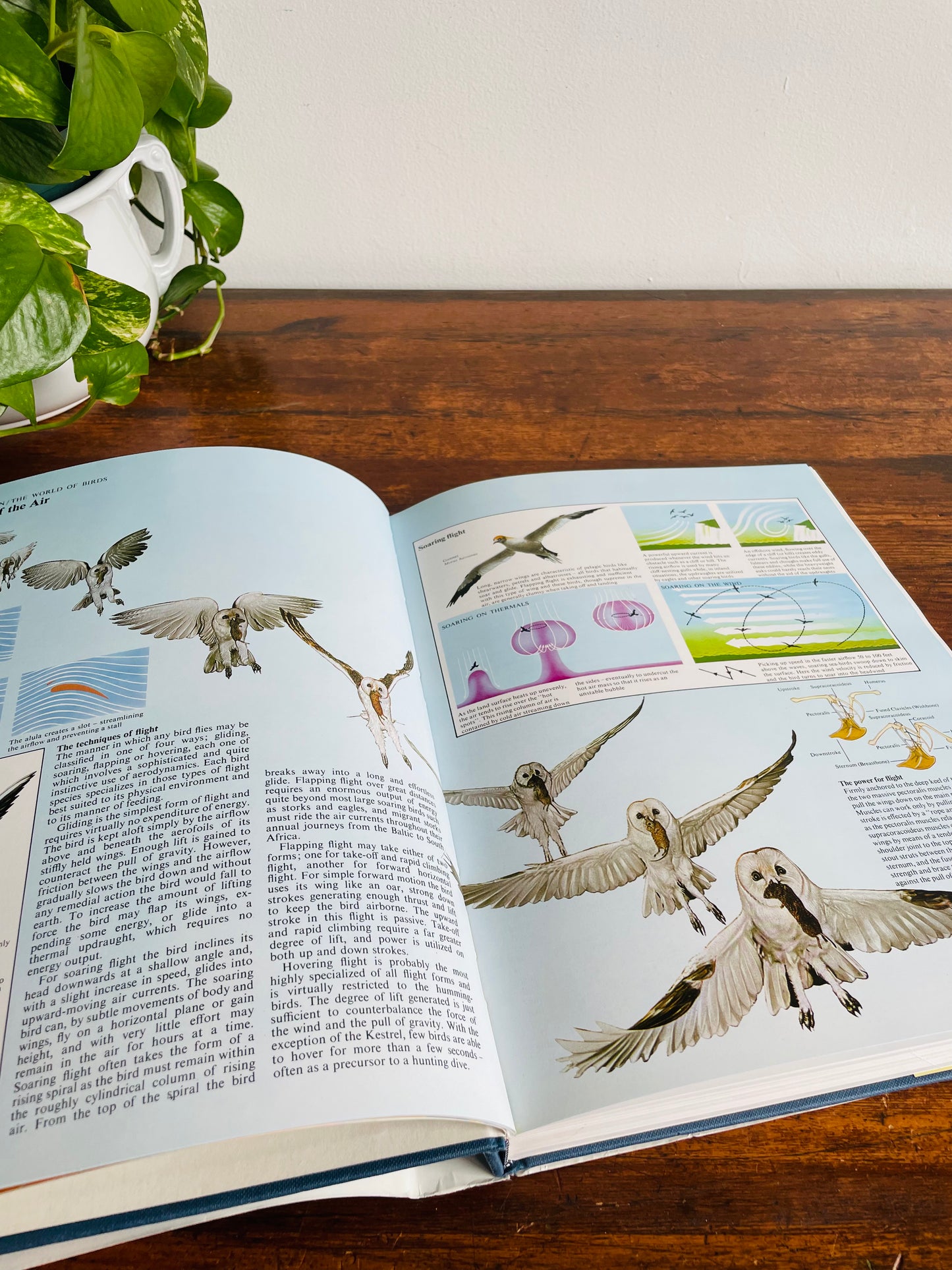 The World Atlas of Birds Large Hardcover Book by B. Mitchell (1989)