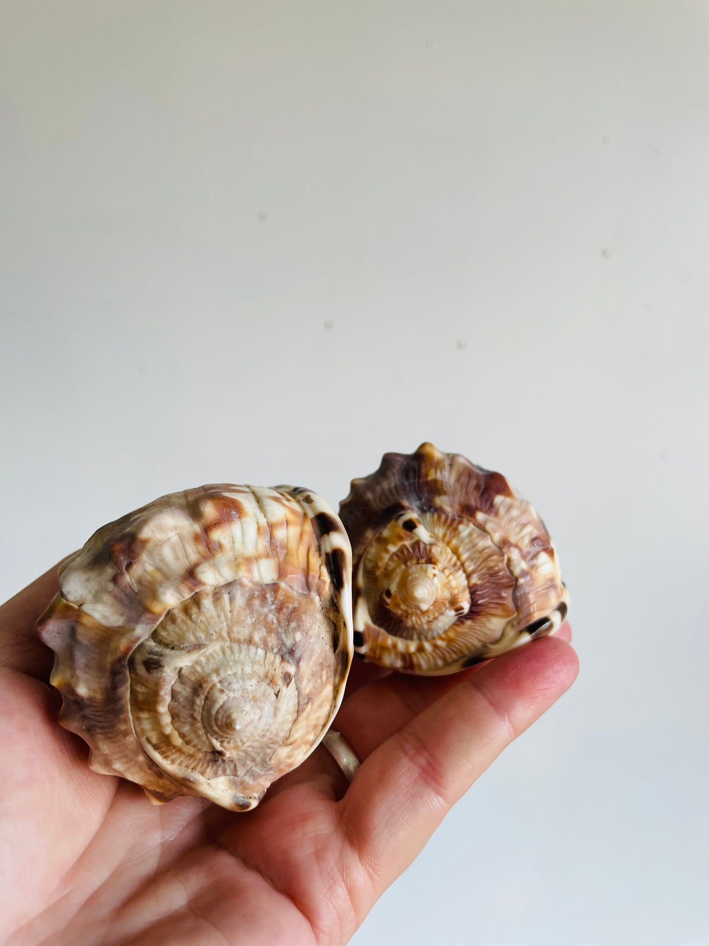 Vintage Collection of Seashells Including Cassis Tuberosa (King Helmet) - Set of 4 Shells