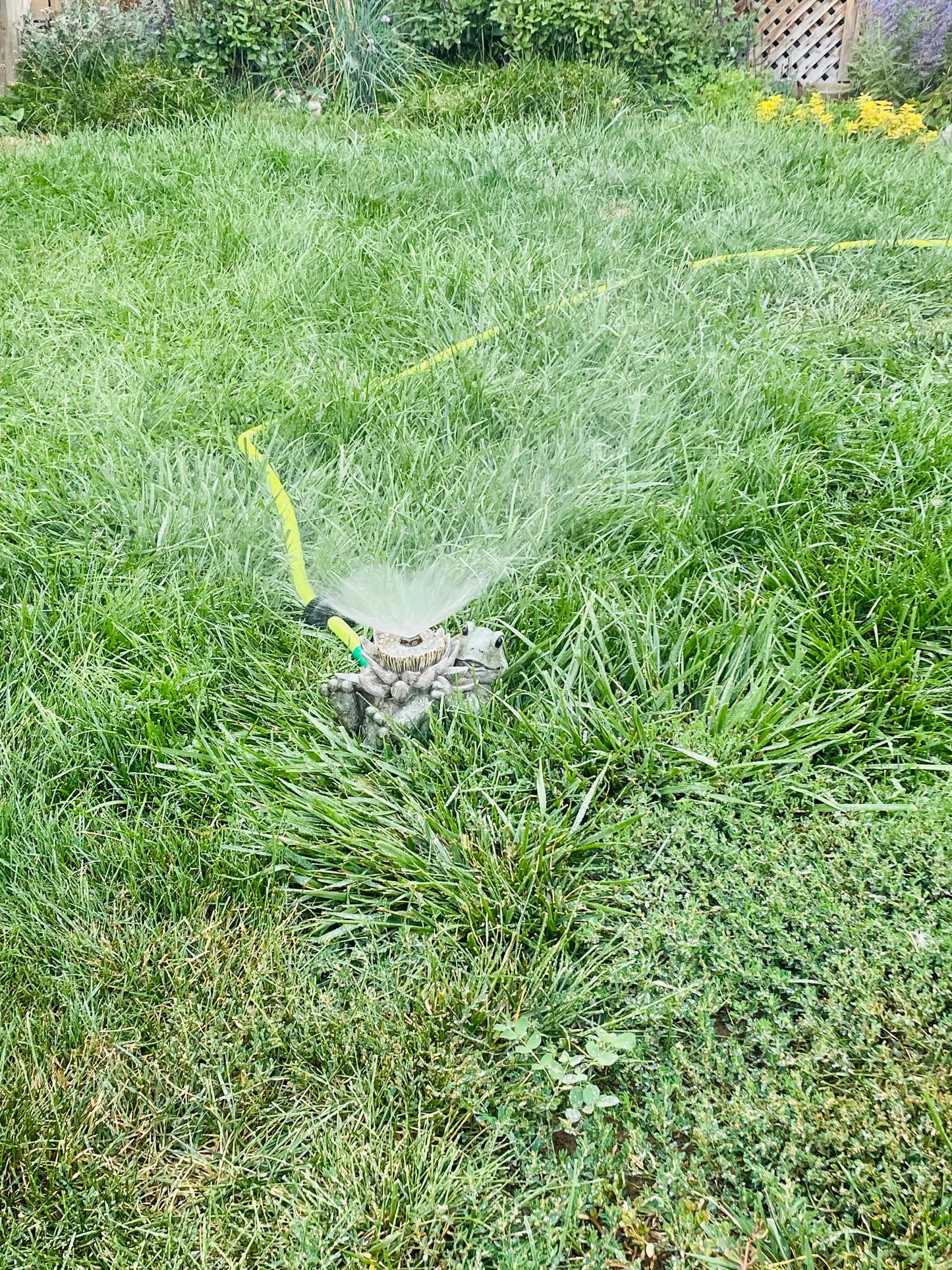 Adorable Frog with Flower Sprinkler or Fountain Water Feature - Easily Attaches to a Garden Hose!