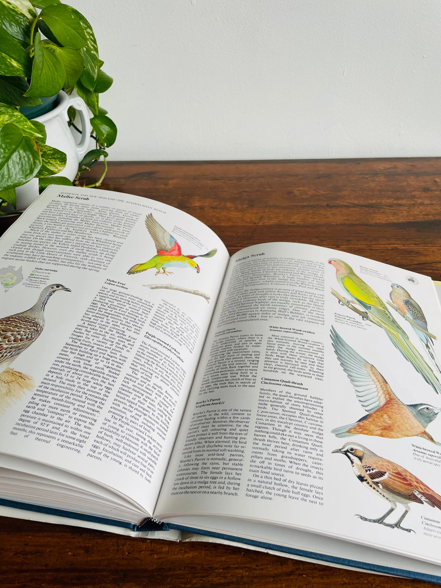 The World Atlas of Birds Large Hardcover Book by B. Mitchell (1989)