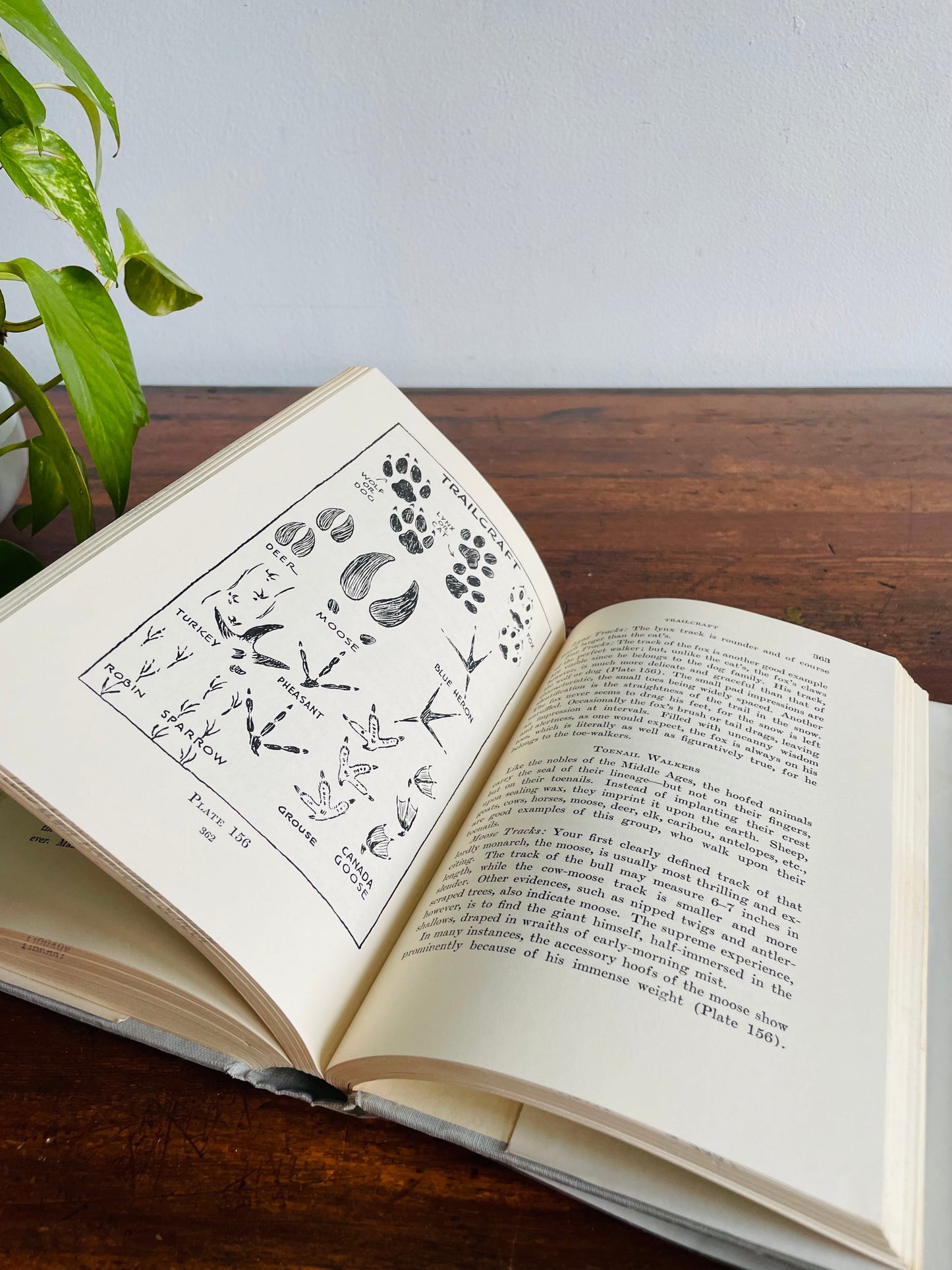 Wildwood Wisdom by Ellsworth Jaeger Hardcover Book (1971) - Camping & Woodsmanship Guide