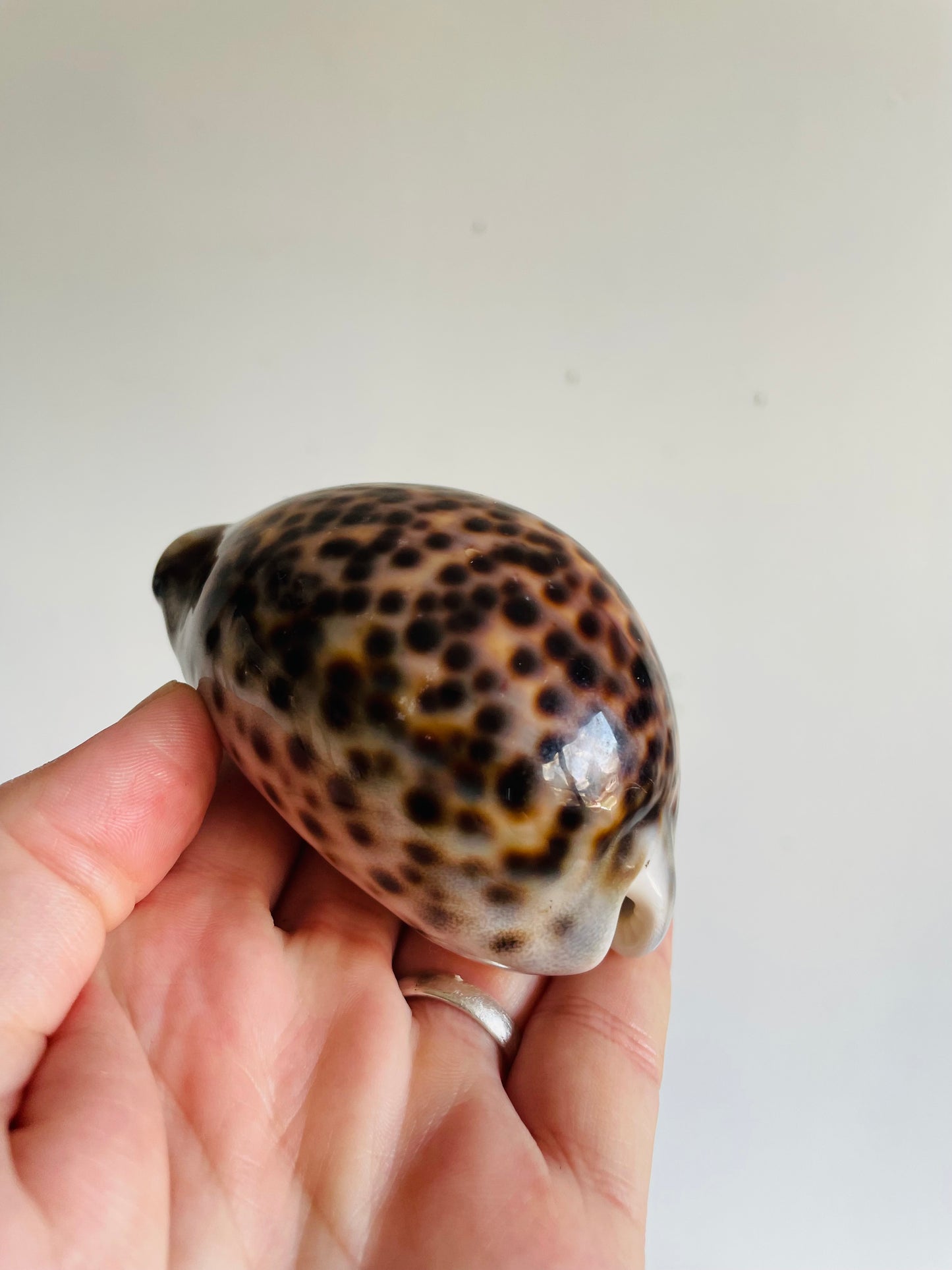 Vintage Collection of Seashells Including Cassis Tuberosa (King Helmet) - Set of 4 Shells