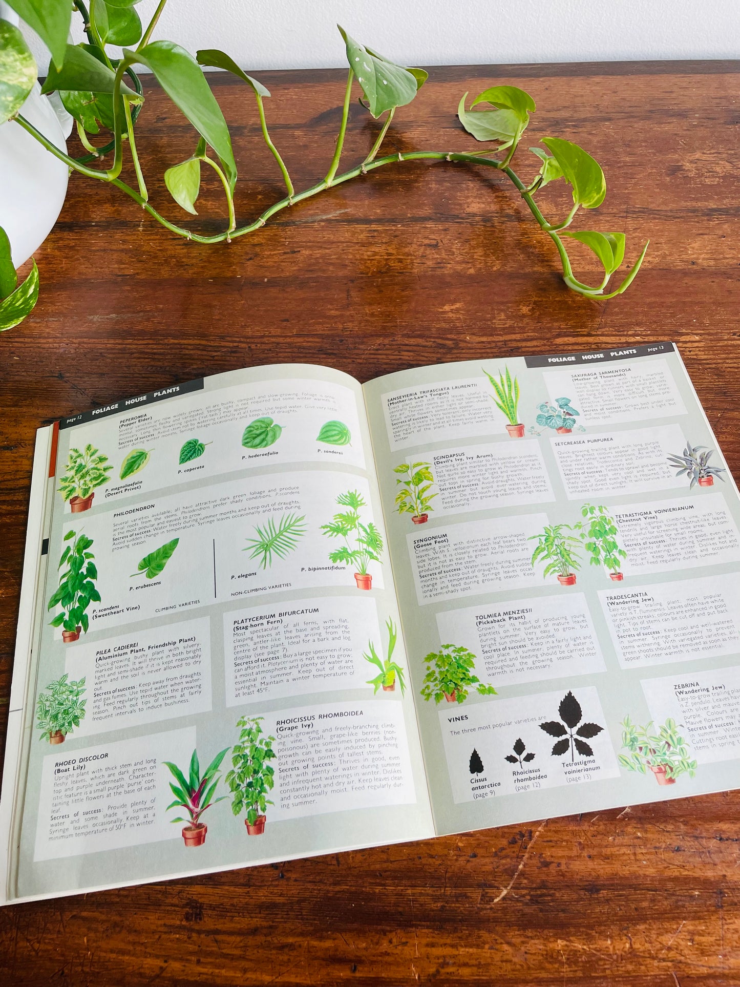 Be Your Own House Plant Expert Book by Dr. D.G. Hessayon (1975)