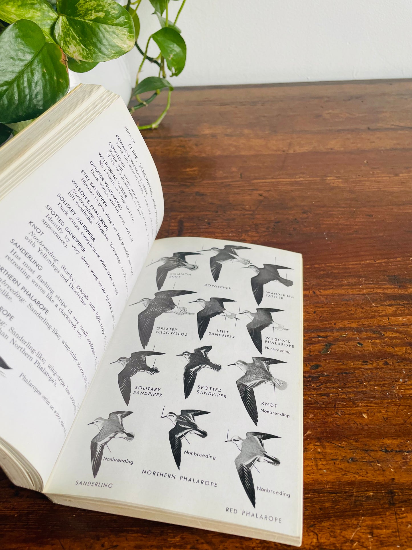 The Peterson Field Guide Series: A Guide to Western Birds Book by Roger Tory Peterson (1961)