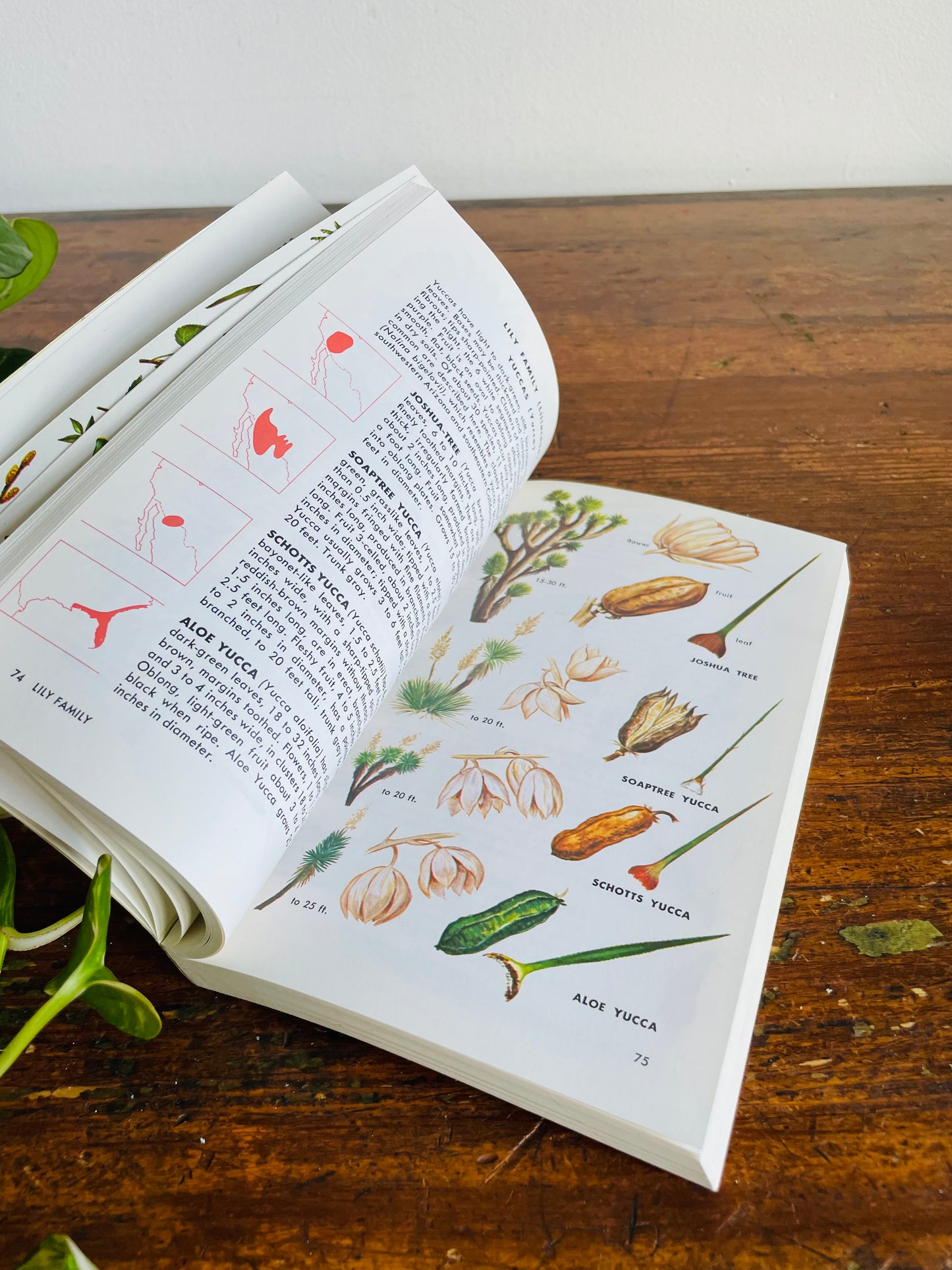 Vintage Golden Guide to Field Identification of Trees of North America Softcover Book (1979) by C. Frank Brockman & Illustrated by Rebecca Merrilees