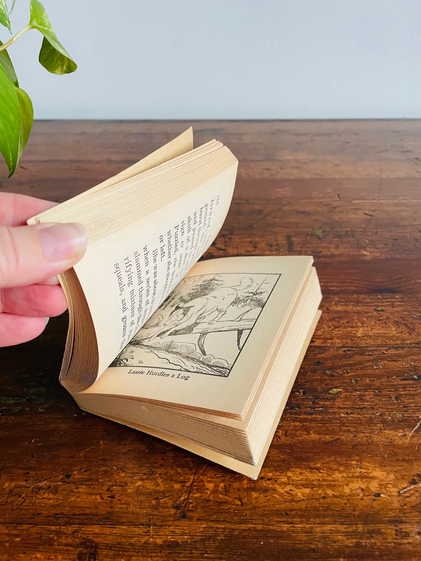 Lassie Old One-Eye by George Elrick Pocket Sized Paperback Book (1975)