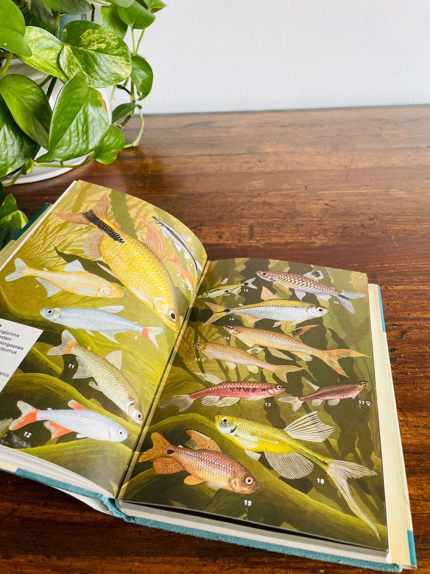 Macmillan Color Series - Aquarium Fishes in Color Hardcover Book by J. M. Madsen (1975)