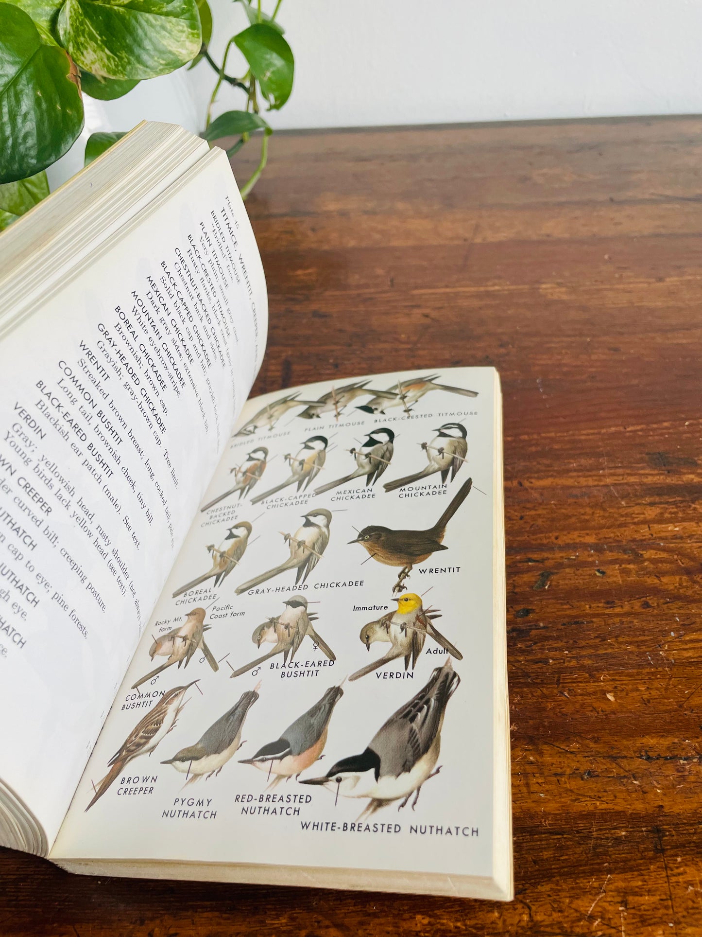 The Peterson Field Guide Series: A Guide to Western Birds Book by Roger Tory Peterson (1961)