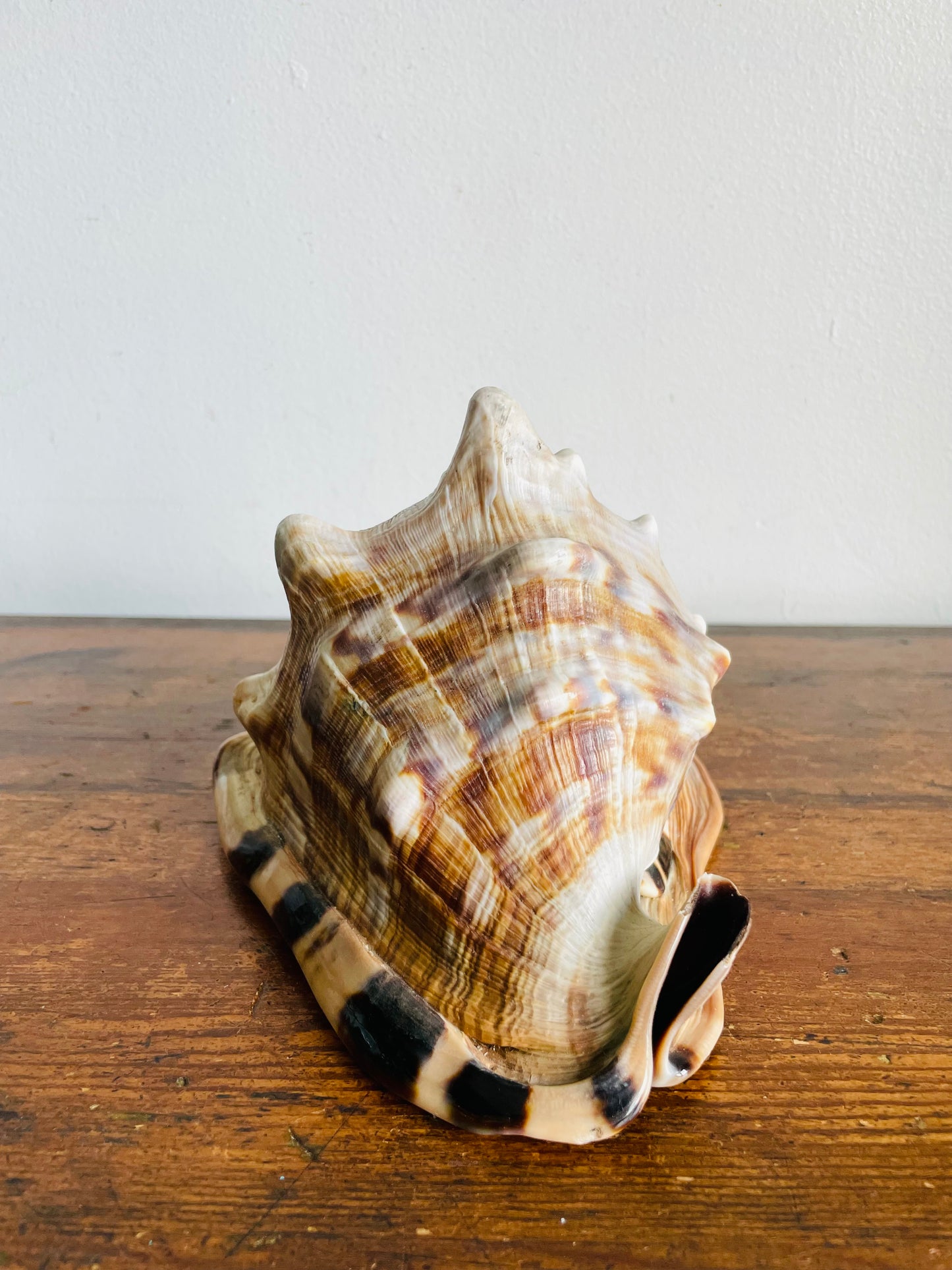Vintage Collection of Seashells Including Cassis Tuberosa (King Helmet) - Set of 4 Shells