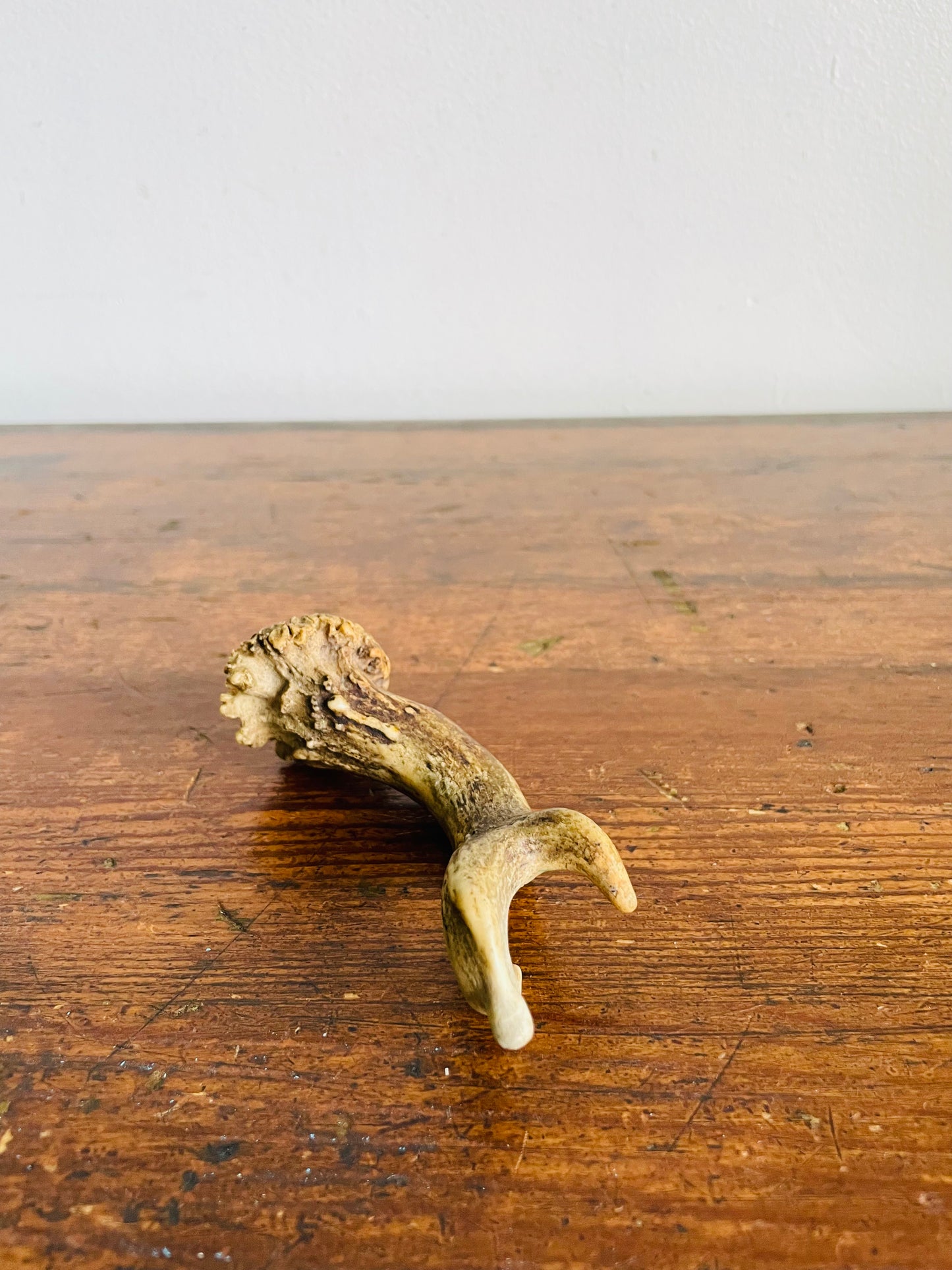 Vintage Naturally Shed Small Deer Antler