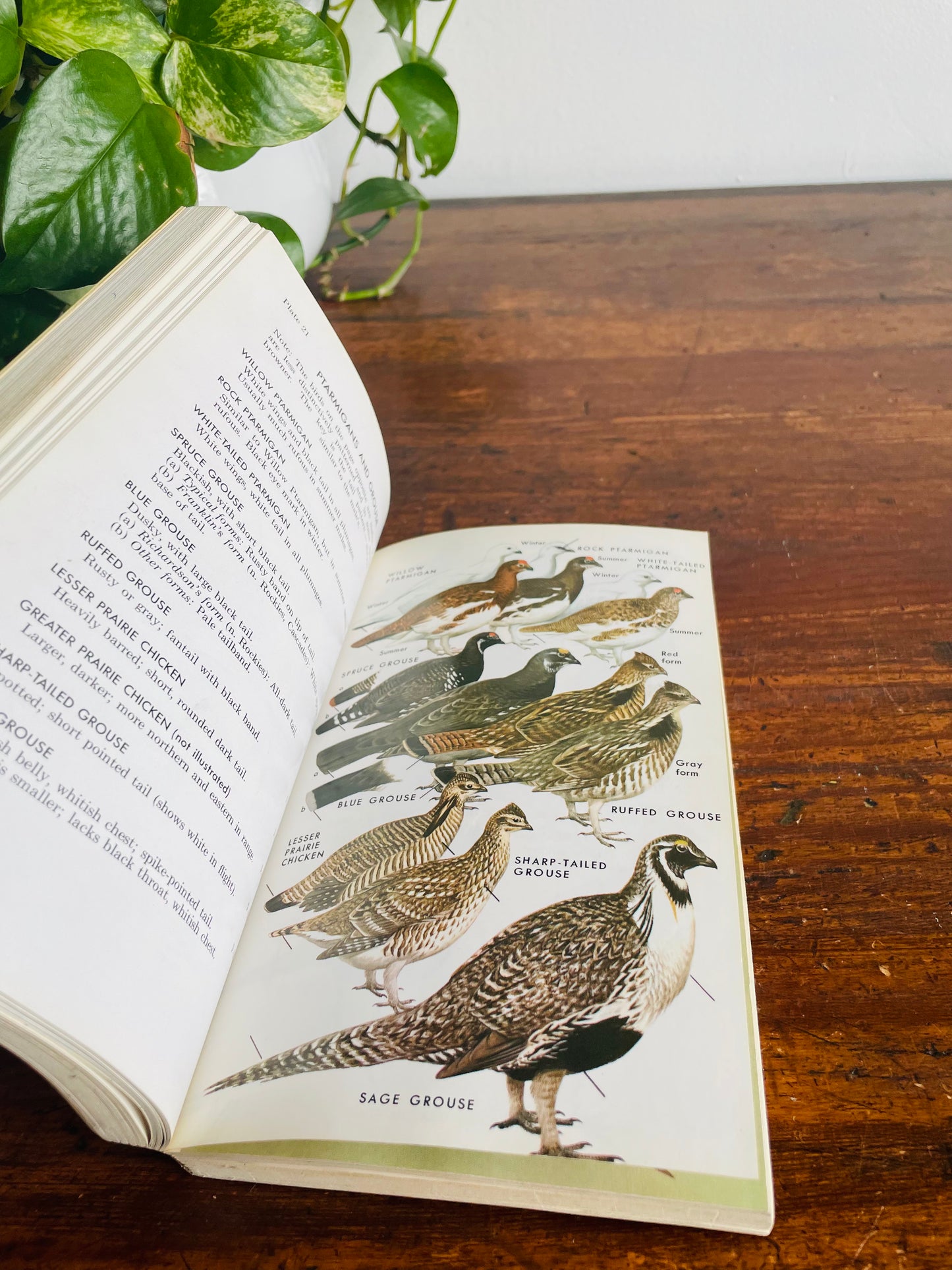 The Peterson Field Guide Series: A Guide to Western Birds Book by Roger Tory Peterson (1961)