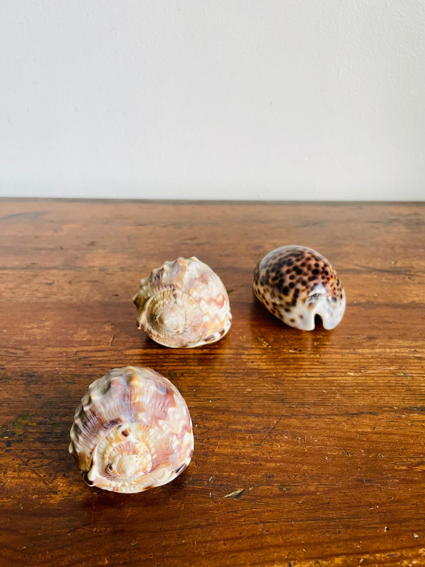 Vintage Collection of Seashells Including Cassis Tuberosa (King Helmet) - Set of 4 Shells