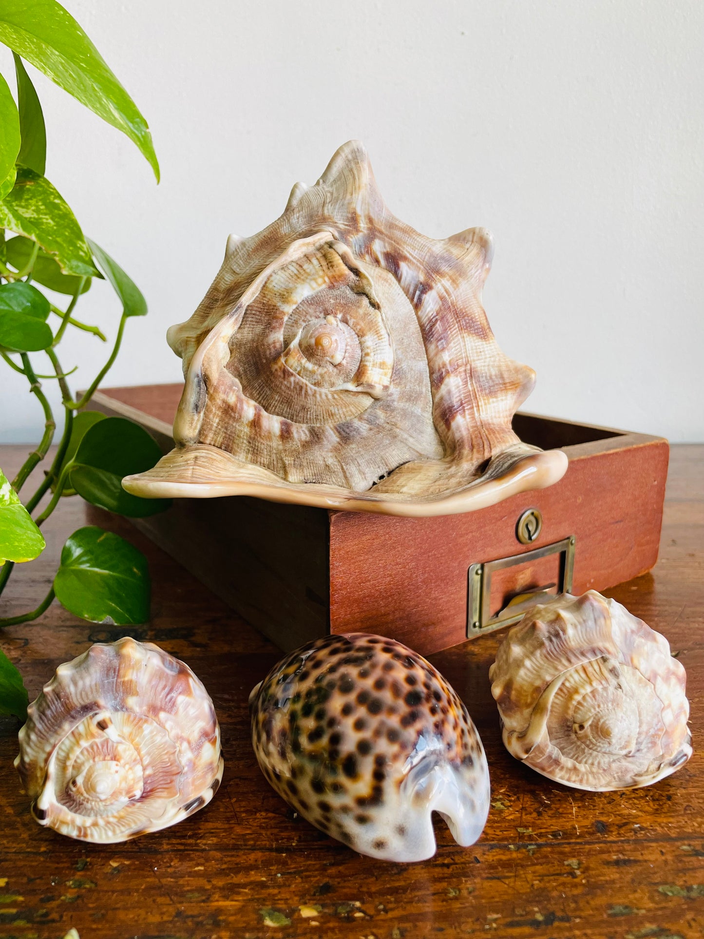 Vintage Collection of Seashells Including Cassis Tuberosa (King Helmet) - Set of 4 Shells