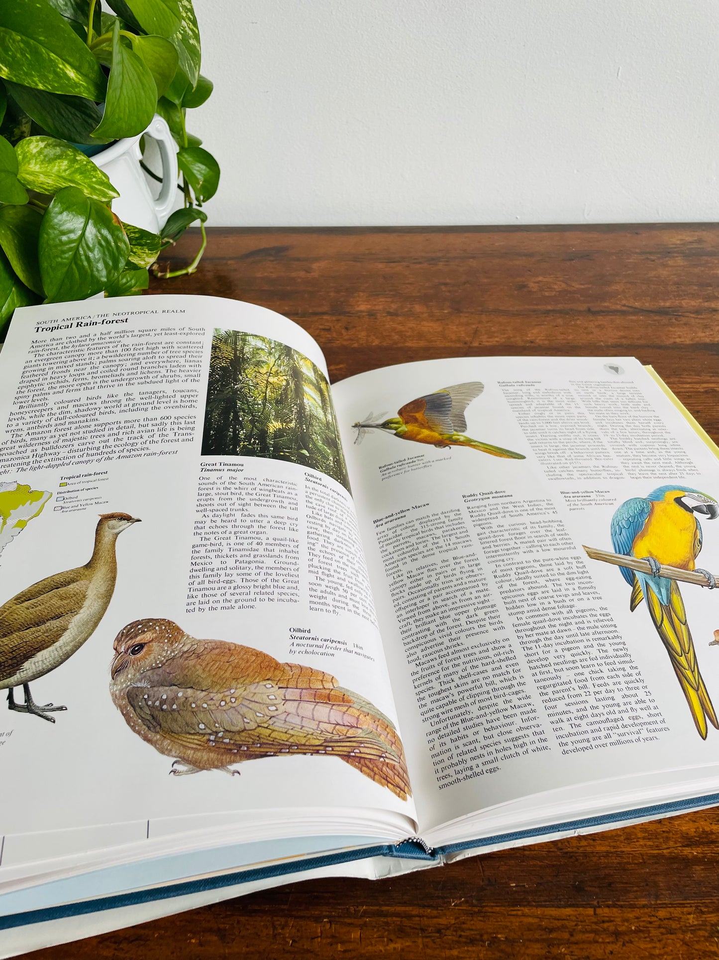 The World Atlas of Birds Large Hardcover Book by B. Mitchell (1989)