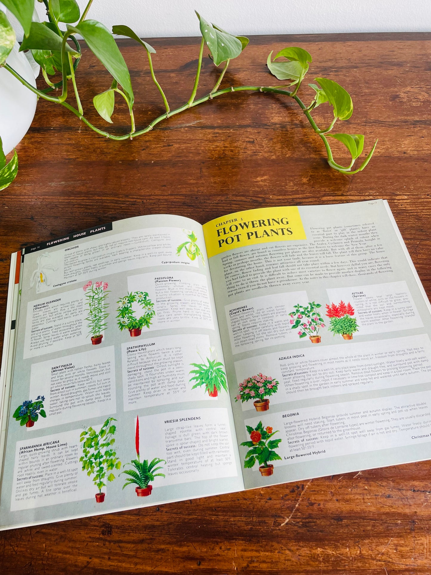 Be Your Own House Plant Expert Book by Dr. D.G. Hessayon (1975)