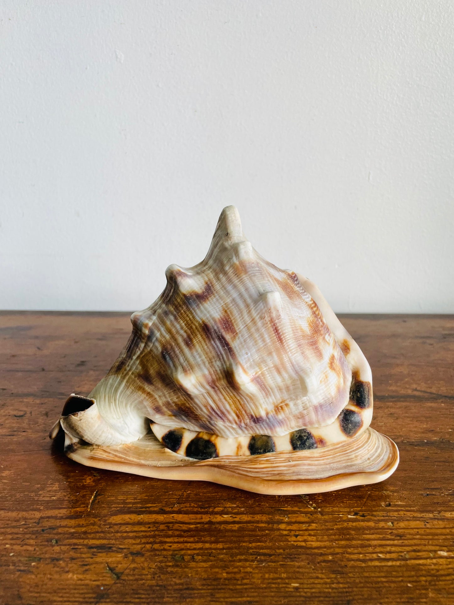 Vintage Collection of Seashells Including Cassis Tuberosa (King Helmet) - Set of 4 Shells