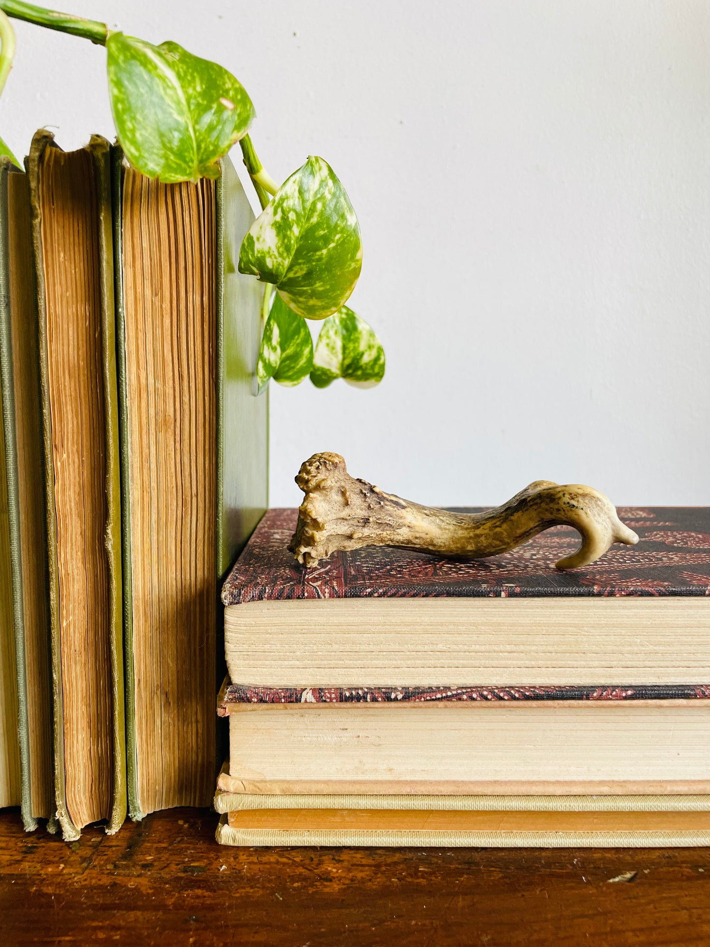 Vintage Naturally Shed Small Deer Antler