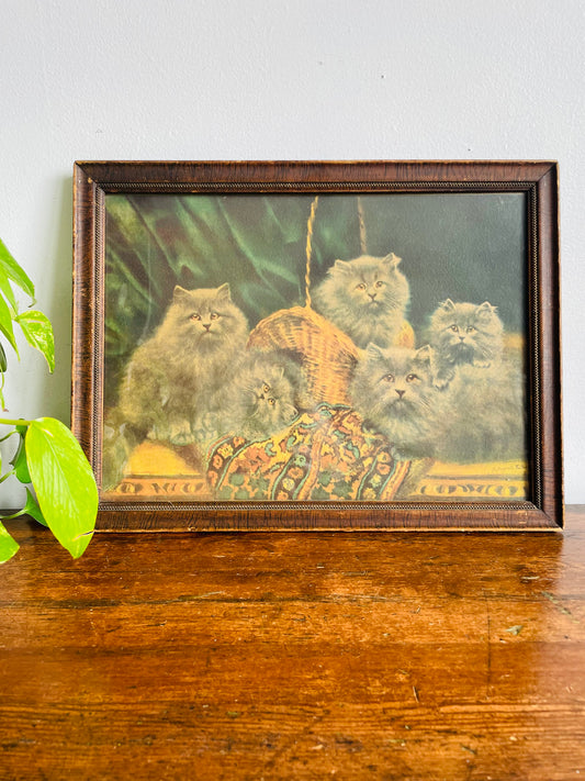 Antique Print Picture of Five Long-Haired Smoky Grey Cats Posing on Table