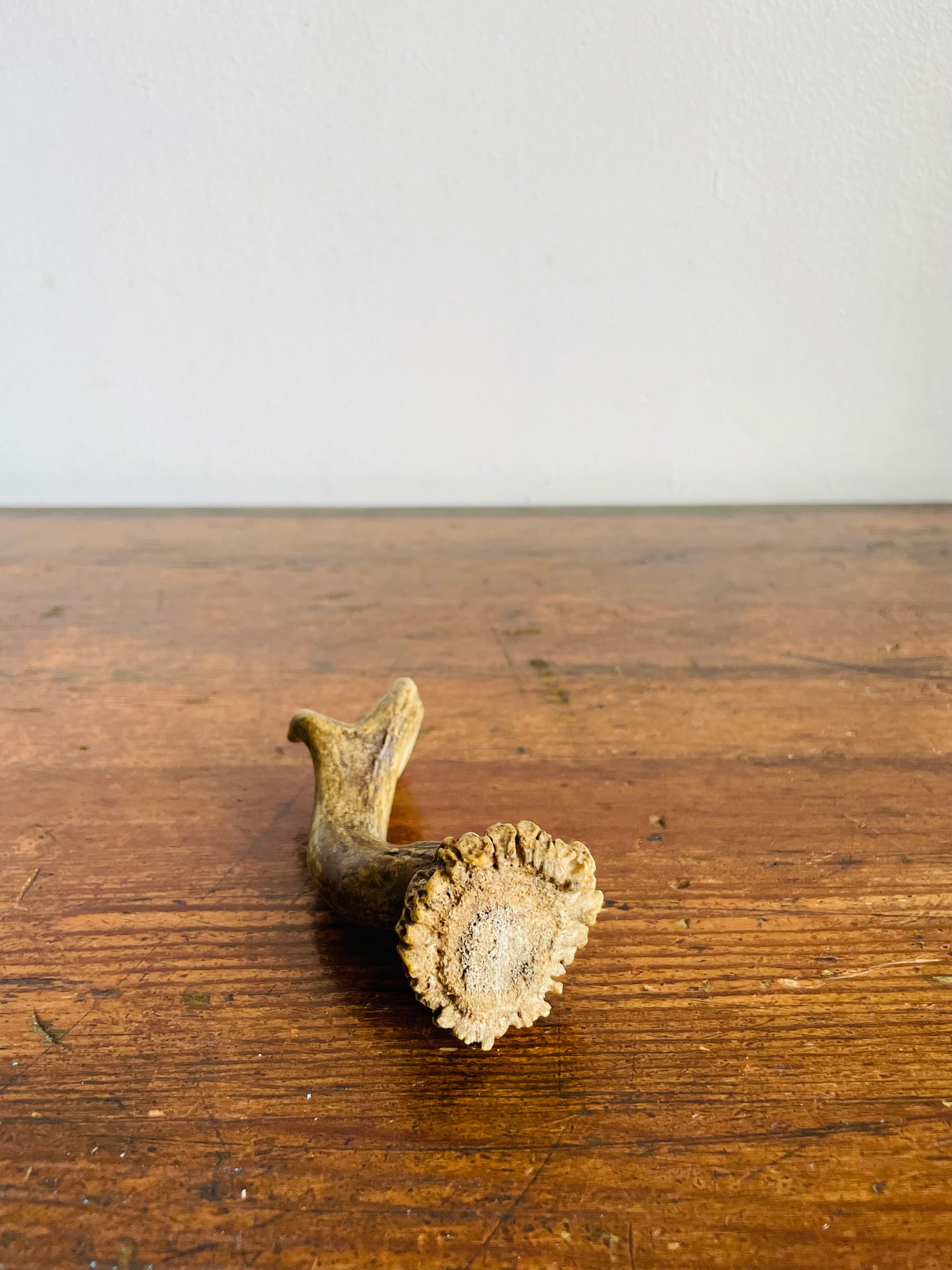 Vintage Naturally Shed Small Deer Antler