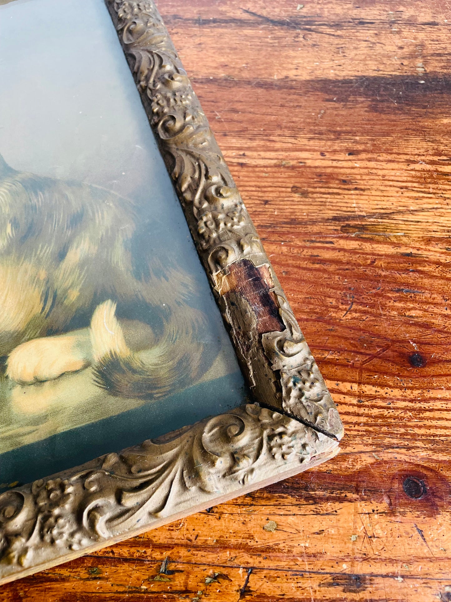 Antique Print Picture of Three Cats Playing in Jewellery Box - Stunning Gold Frame with Ornate Flower & Leaf Design