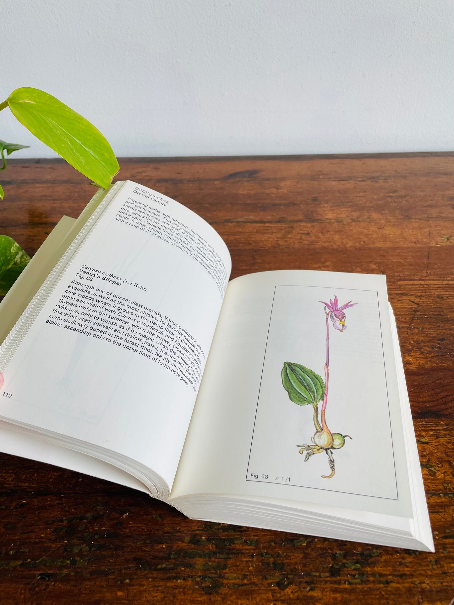 Rocky Mountain Wild Flowers Book (1979) By A.E. Porsild with Illustrations by Dagny Tande Lid