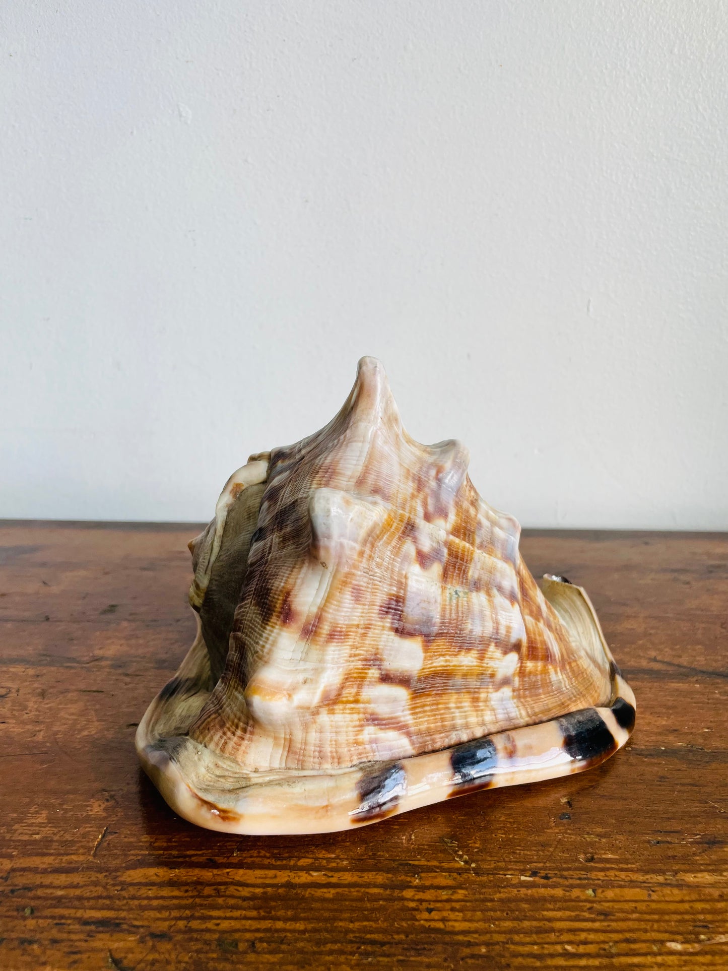 Vintage Collection of Seashells Including Cassis Tuberosa (King Helmet) - Set of 4 Shells