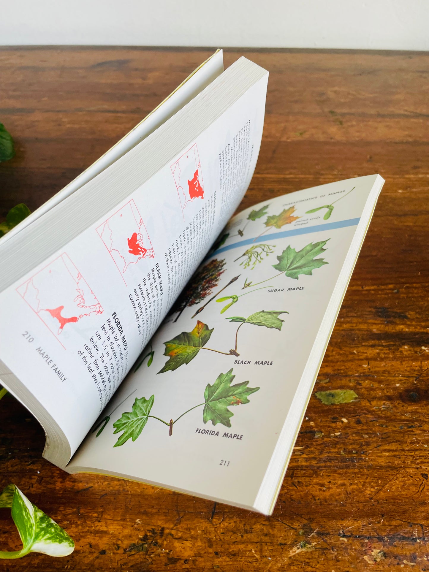 Vintage Golden Guide to Field Identification of Trees of North America Softcover Book (1979) by C. Frank Brockman & Illustrated by Rebecca Merrilees