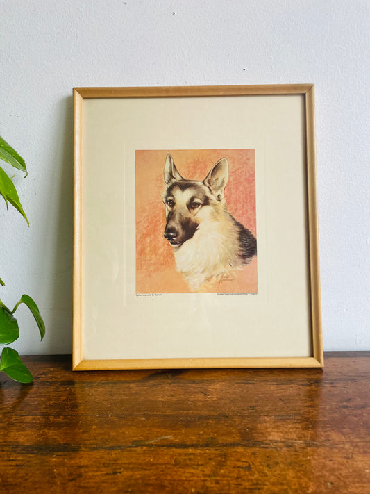 1950s German Shepherd Champion Minka-V-Steglich Print Picture - Canadian National Exhibition Dog Shows - Calvert Collection of Champions - Calvert Distillers Limited