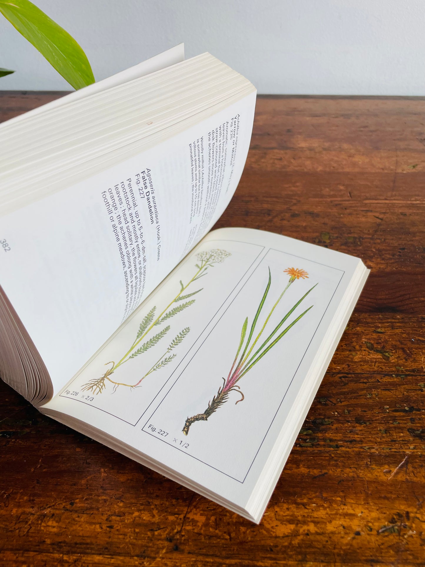 Rocky Mountain Wild Flowers Book (1979) By A.E. Porsild with Illustrations by Dagny Tande Lid