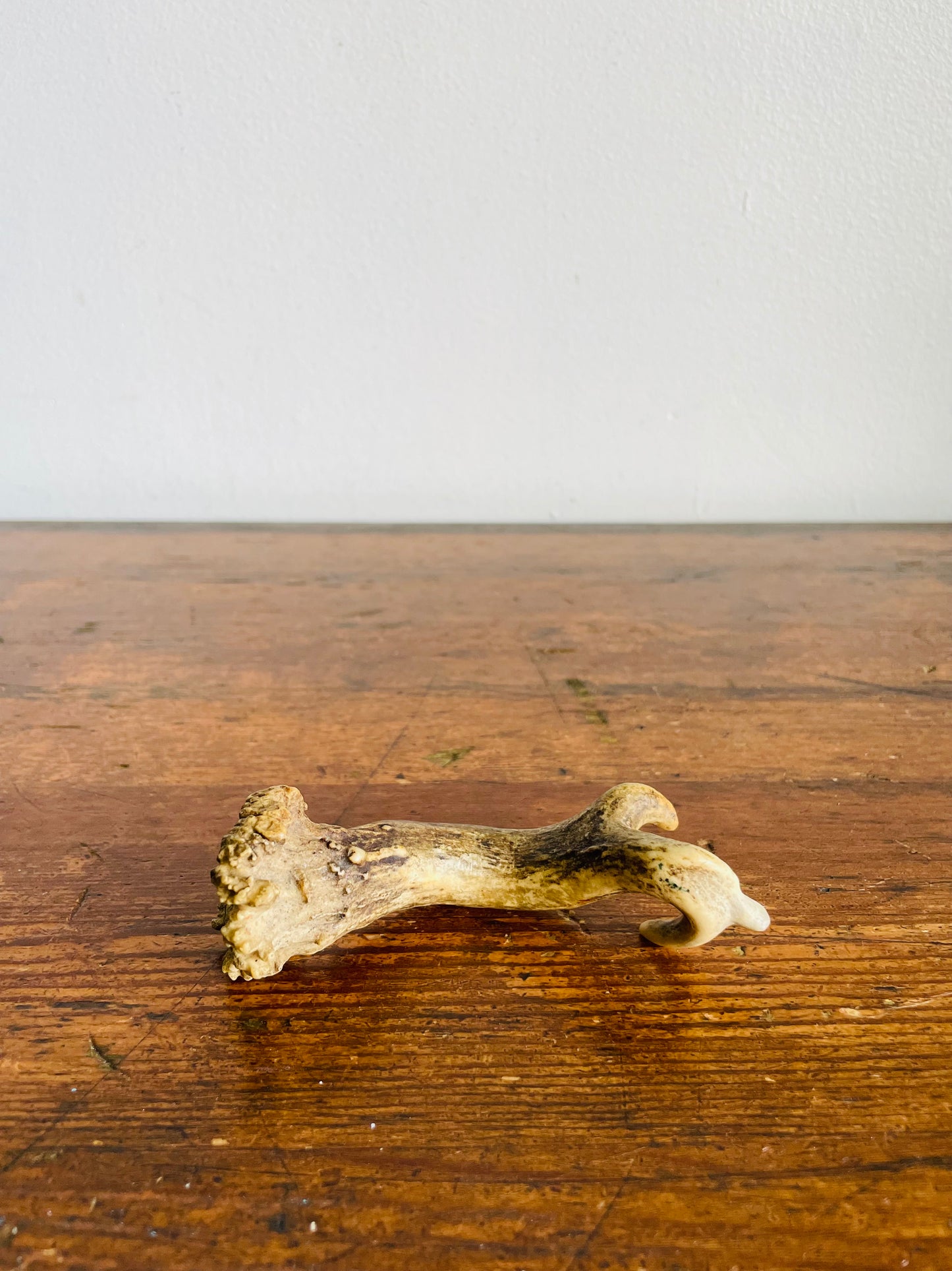 Vintage Naturally Shed Small Deer Antler