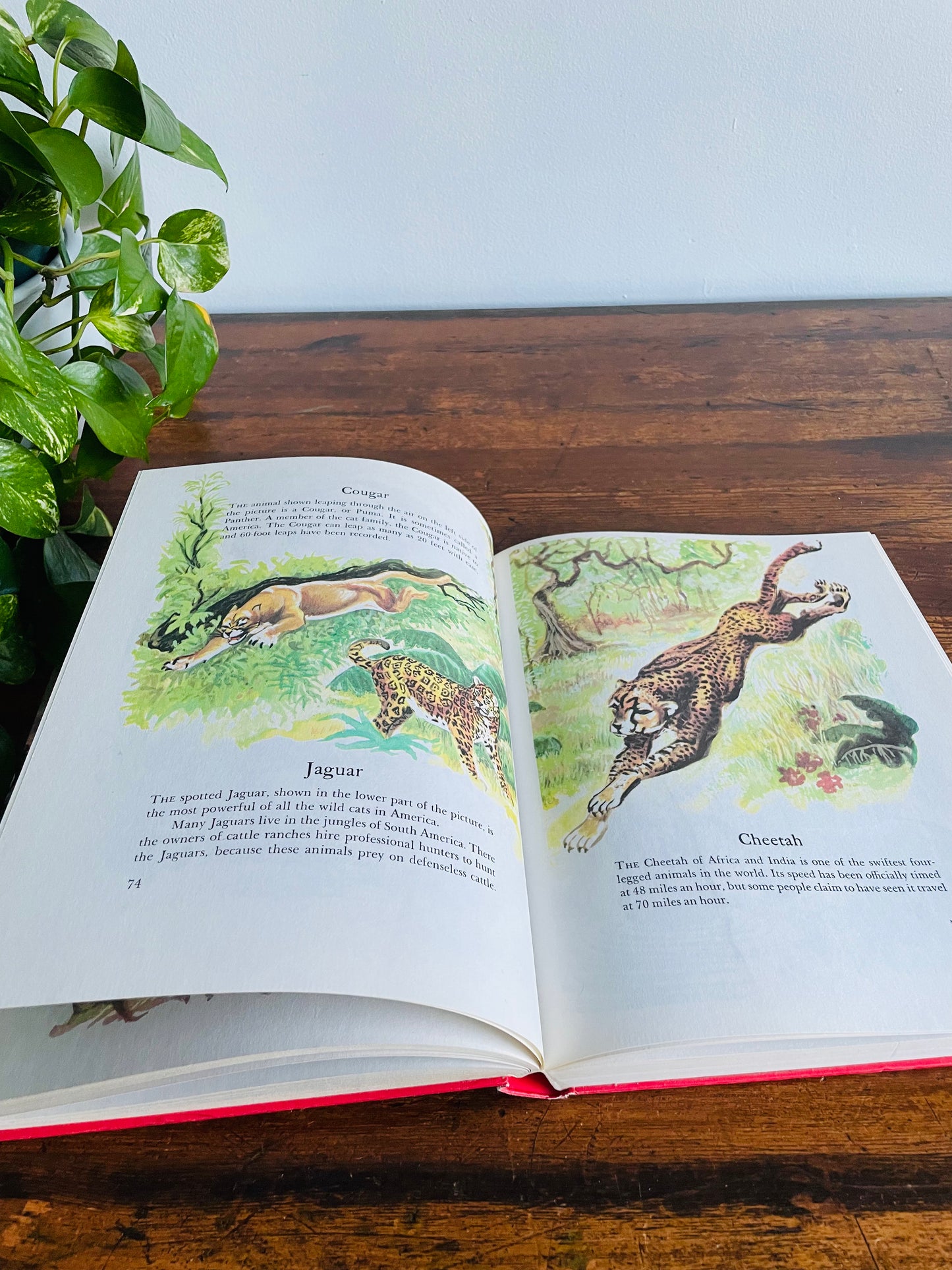 Wonders of Nature: A Child's Introduction to the World of Animals, Plants, Birds, Fish & Insects Hardcover Book by Parents' Magazine Press (1974)