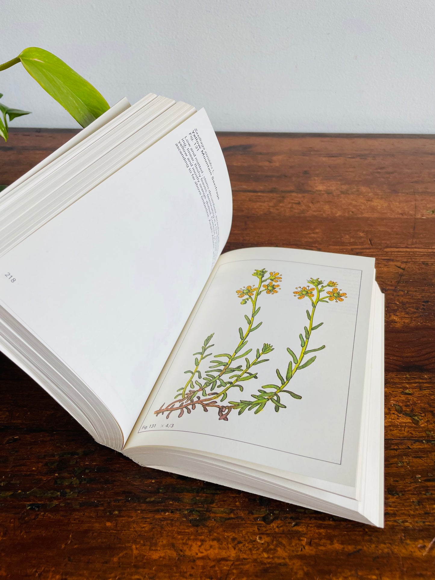 Rocky Mountain Wild Flowers Book (1979) By A.E. Porsild with Illustrations by Dagny Tande Lid
