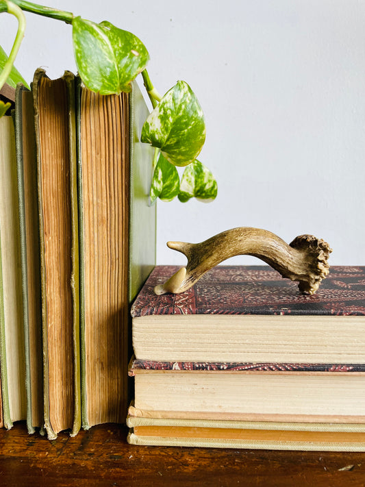 Vintage Naturally Shed Small Deer Antler