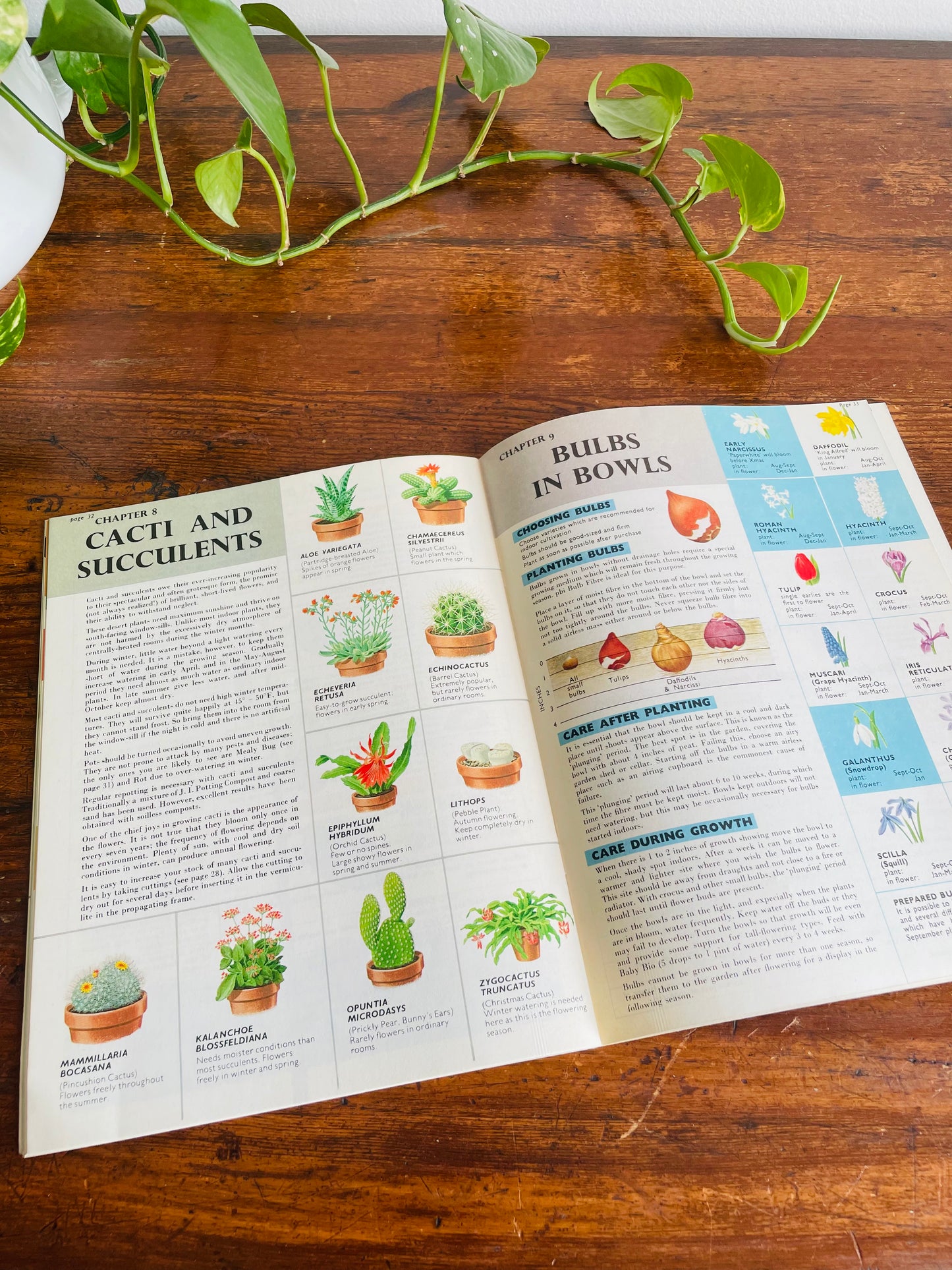 Be Your Own House Plant Expert Book by Dr. D.G. Hessayon (1975)