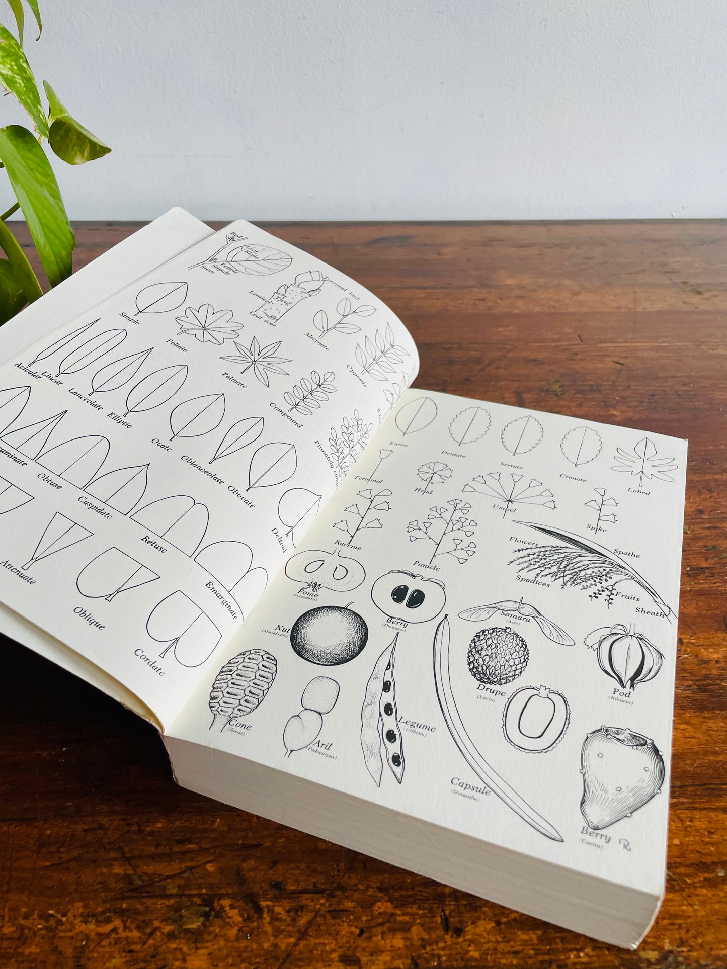 Florida Landscape Plants Native & Exotic by John V. Watkins & Thomas J. Sheehan Paperback Book (1975)