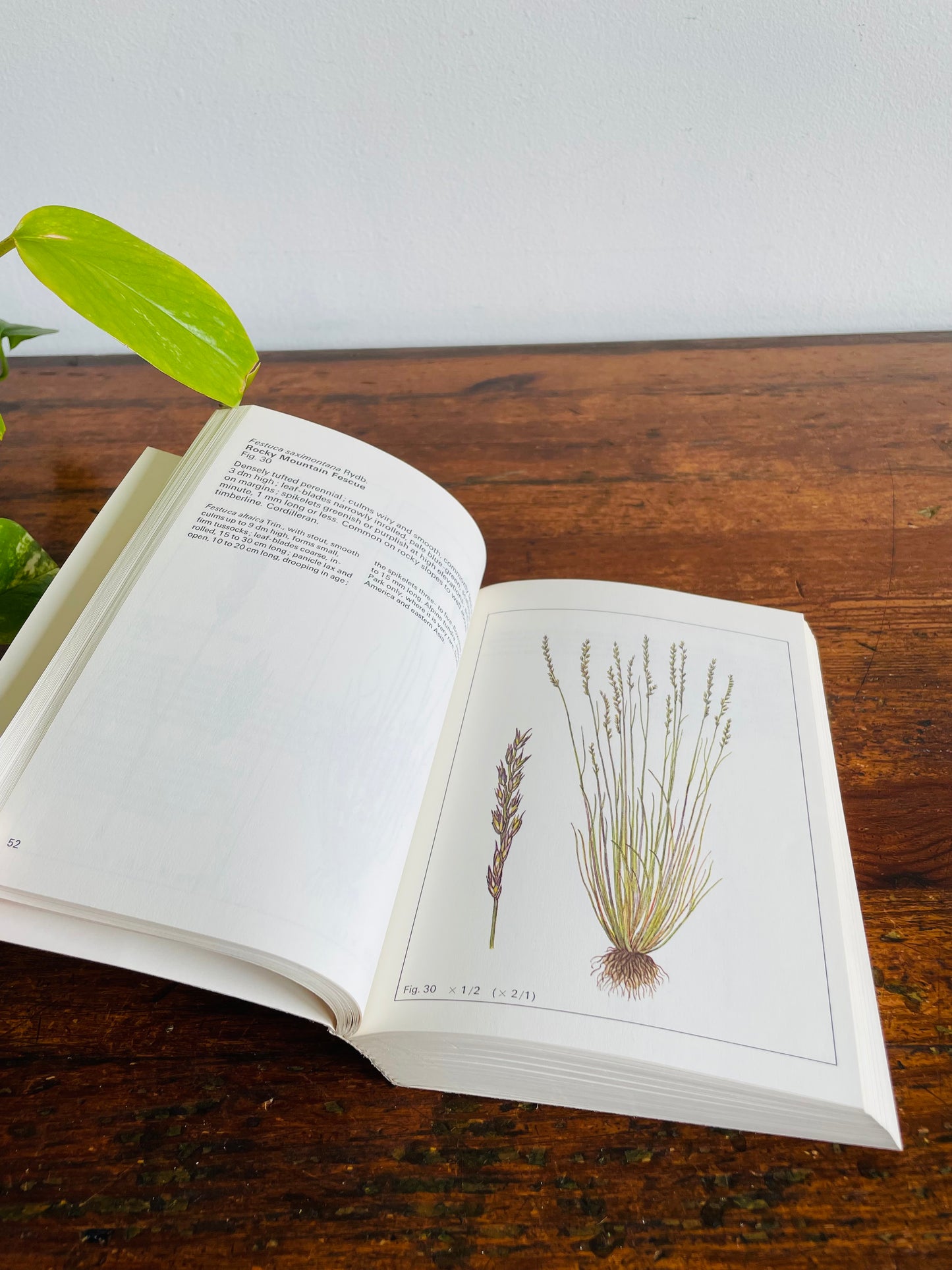 Rocky Mountain Wild Flowers Book (1979) By A.E. Porsild with Illustrations by Dagny Tande Lid