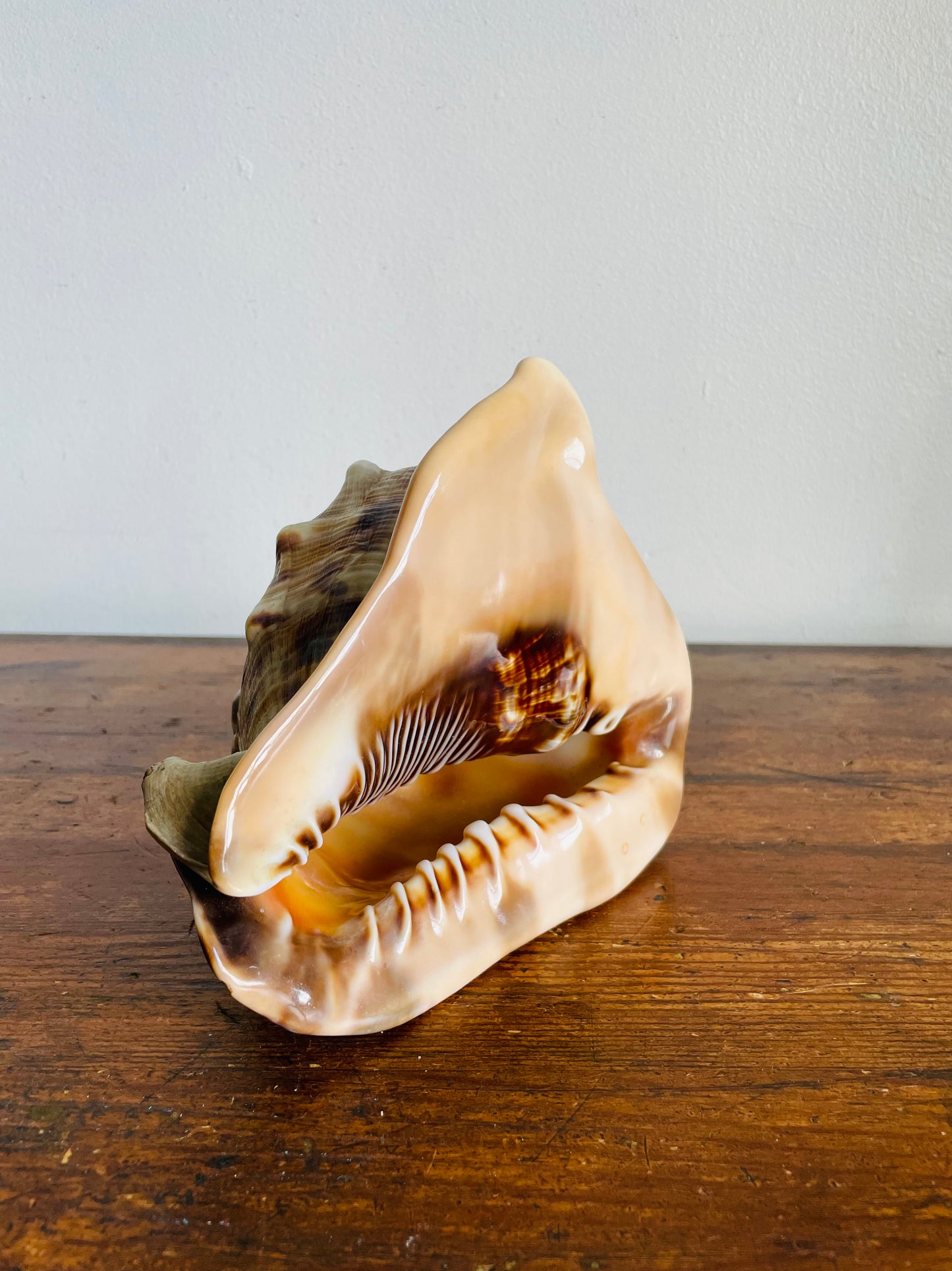Vintage Collection of Seashells Including Cassis Tuberosa (King Helmet) - Set of 4 Shells