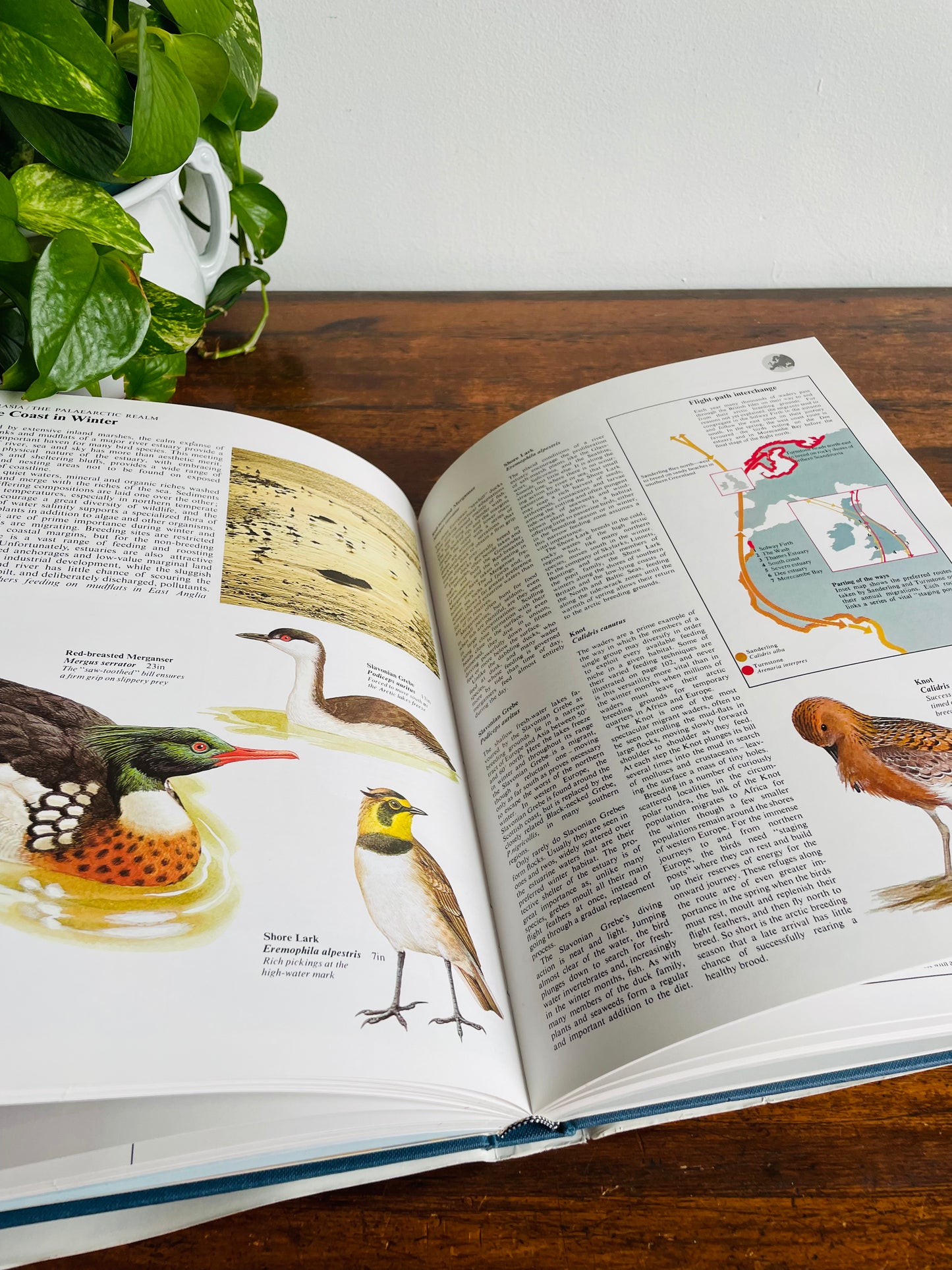 The World Atlas of Birds Large Hardcover Book by B. Mitchell (1989)
